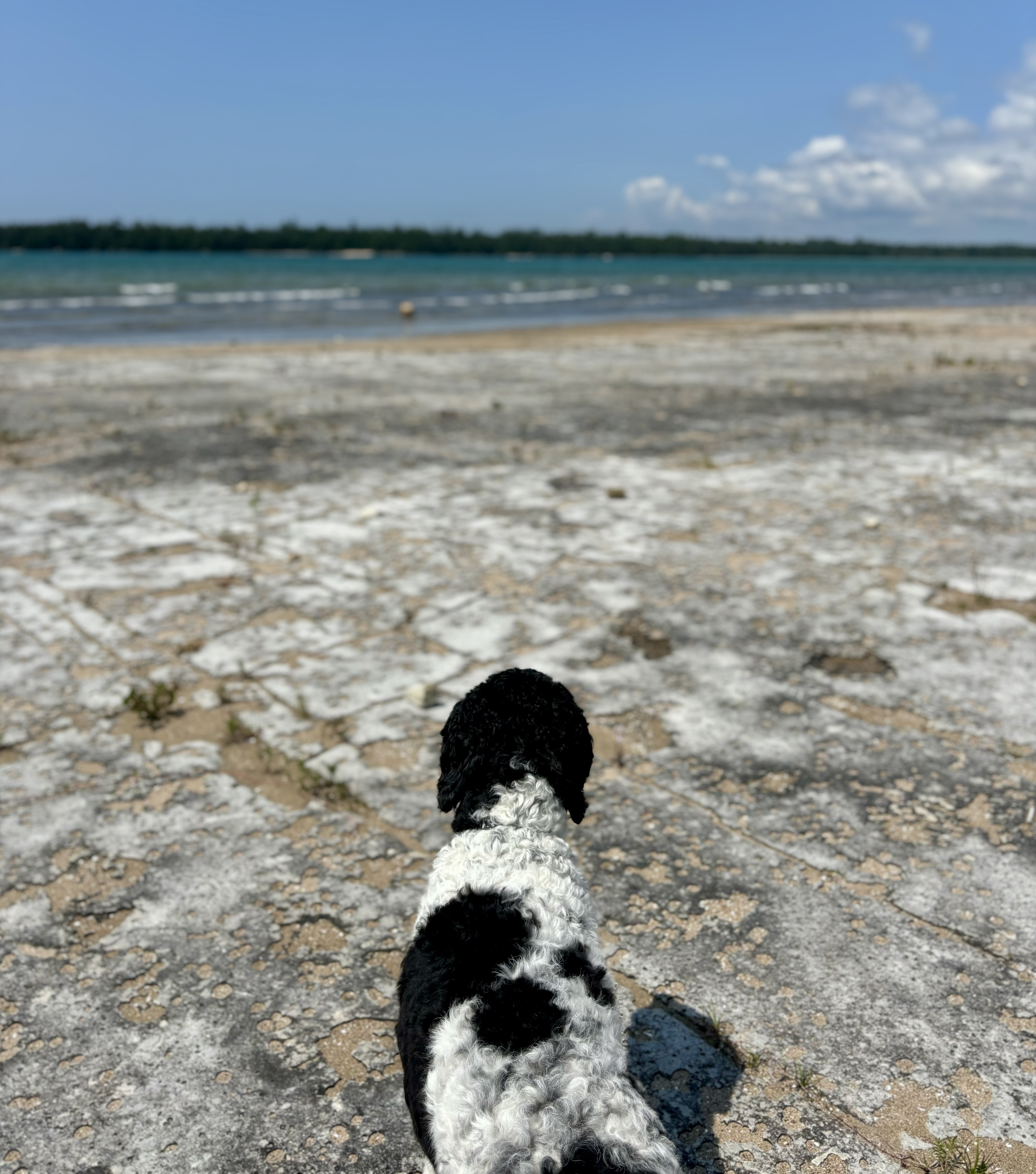 a dog walking along the smooth rocky beach of Misery Bay under a bright blue sky.