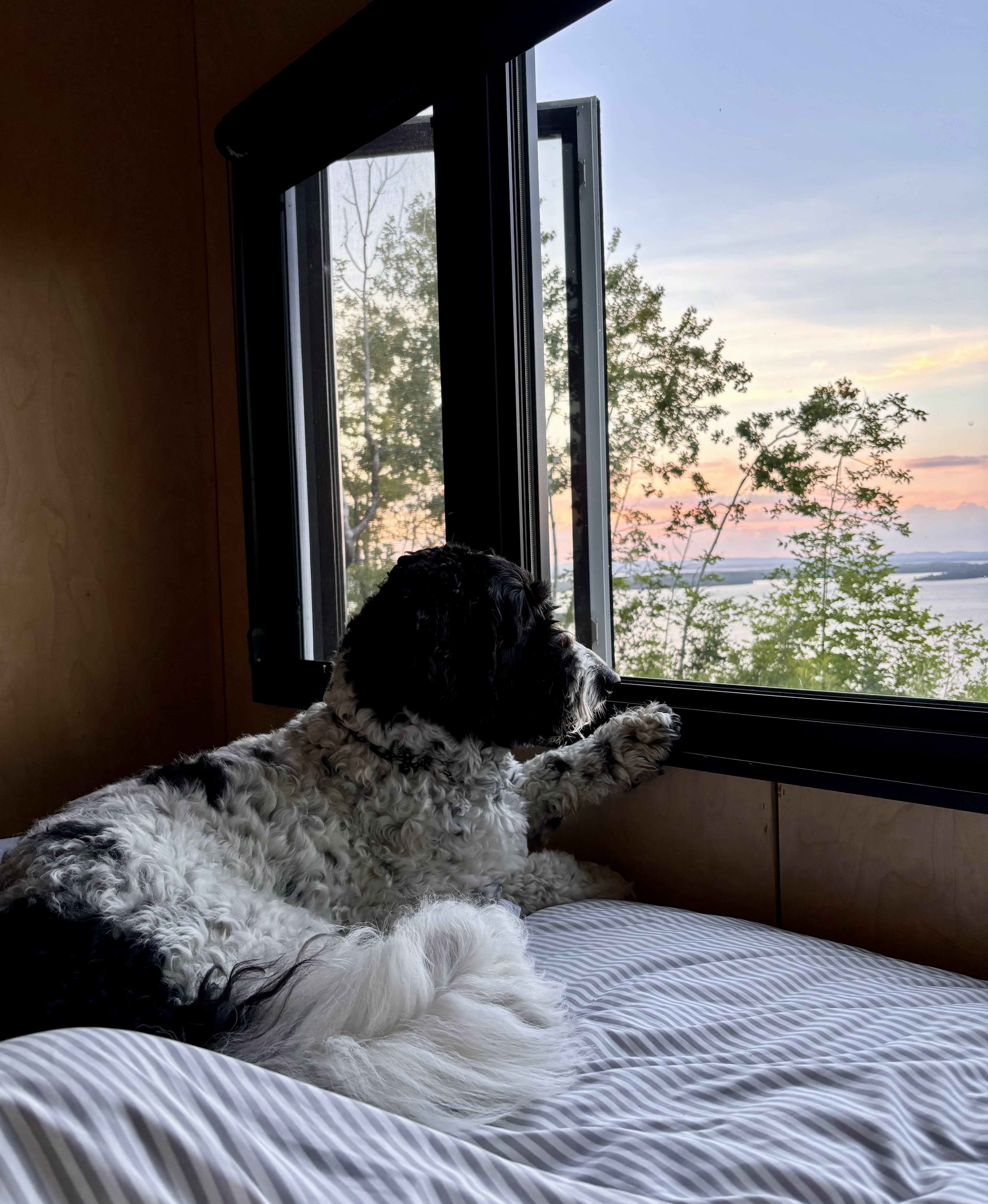 A fluffy dog on a comfortable bed stares at a sunset through a window.