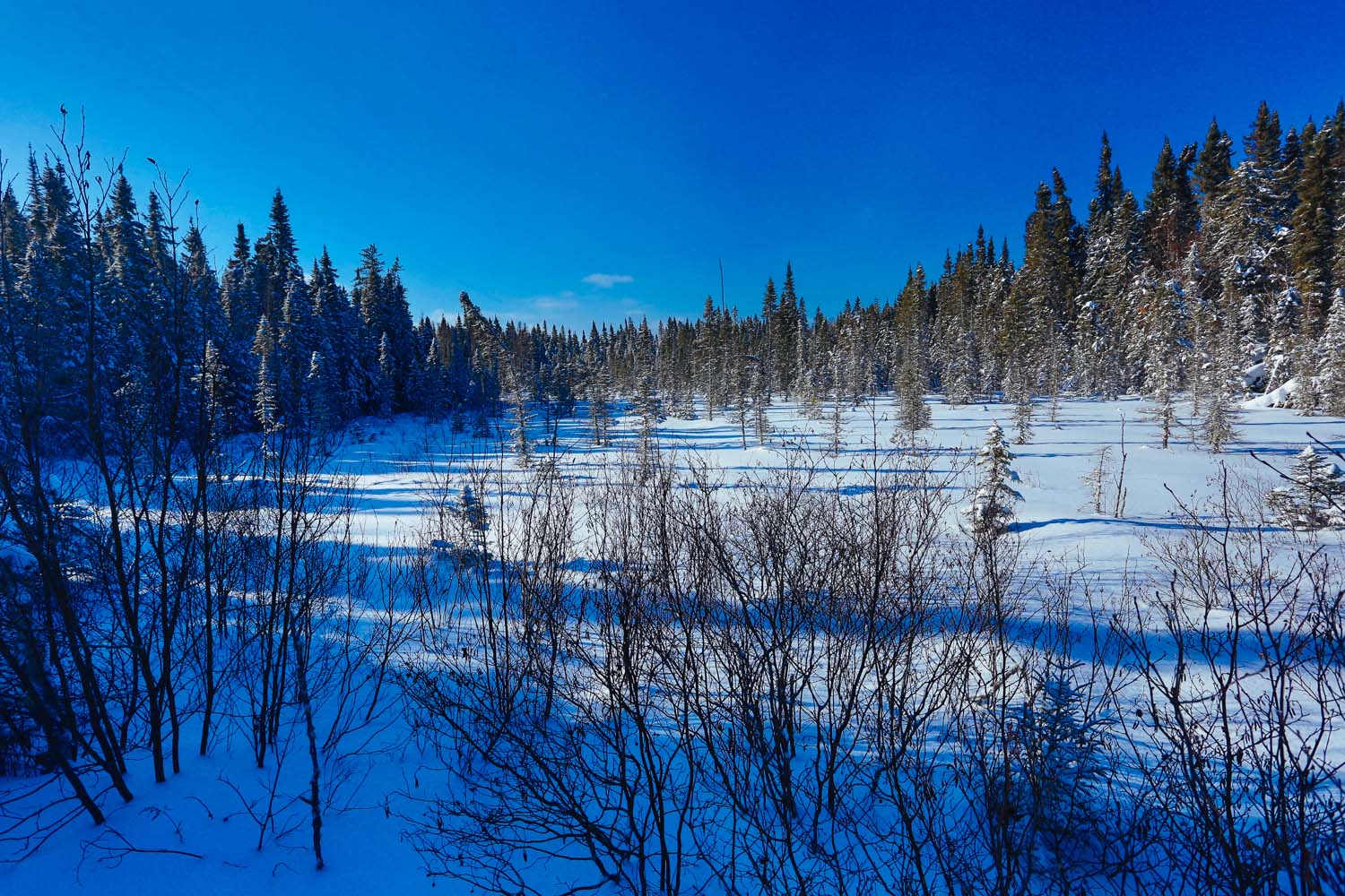 A landscape which shows snowmobile trails, trees on the skyline, a bright blue sky and snow which is on the ground including the many trees that are sprawled throughout the image