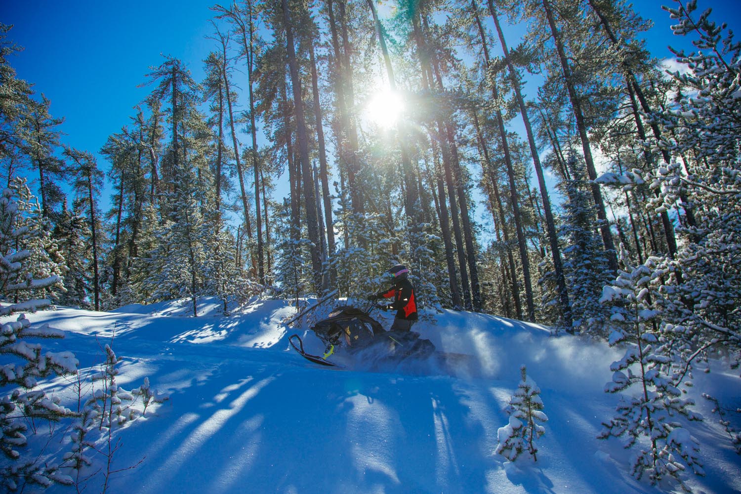 a side profile view of someone who is snowmobiling along a trail beside a row of trees past the sun