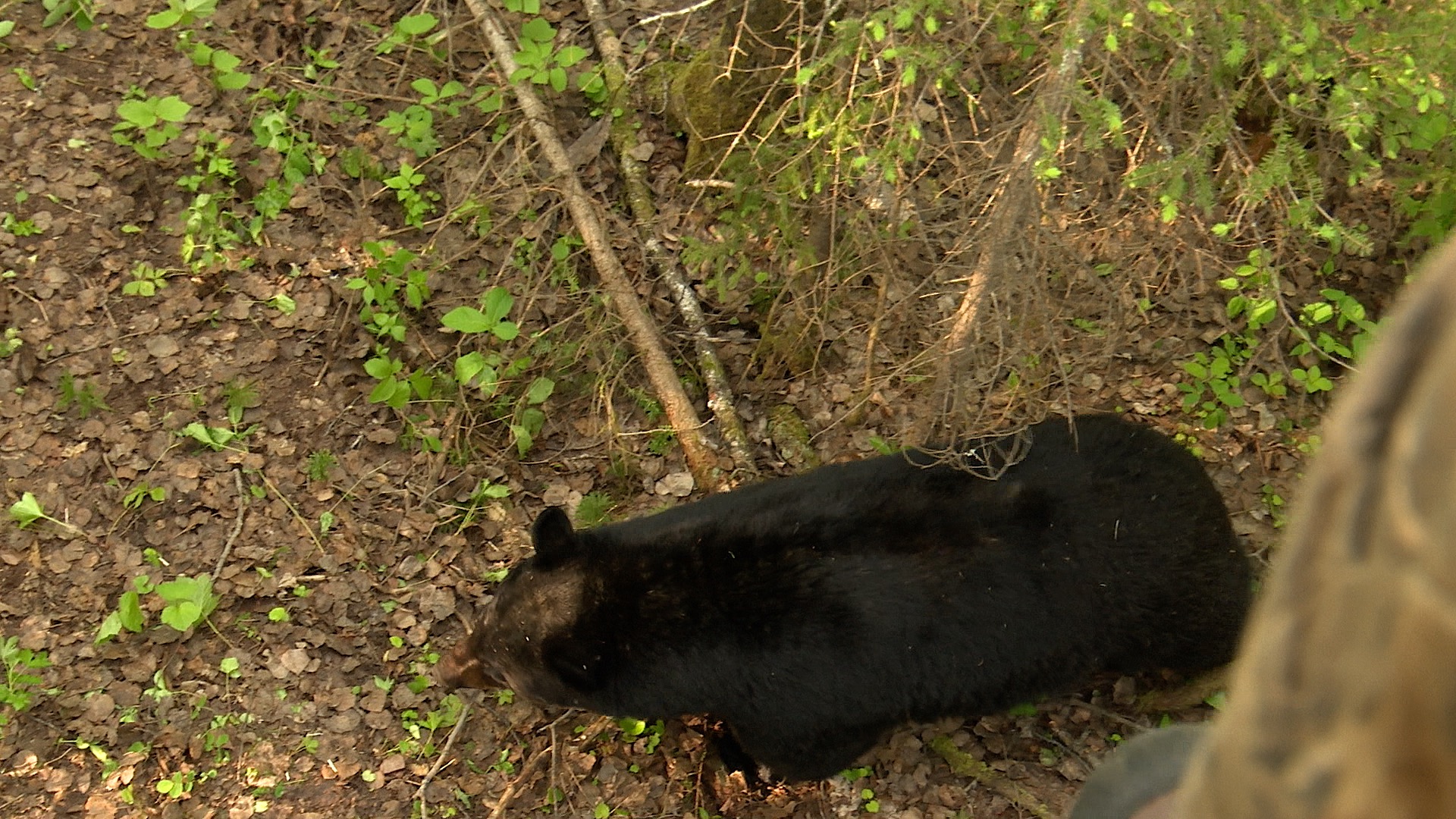 Bear Enters from Above