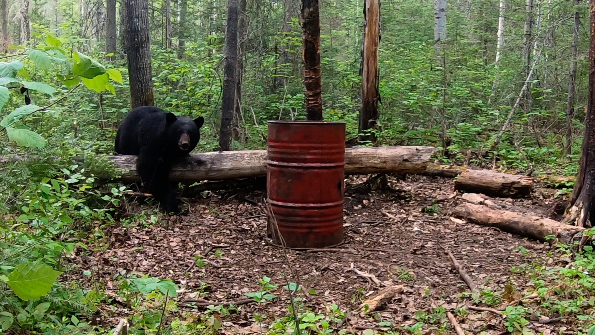 Bear Entering Area