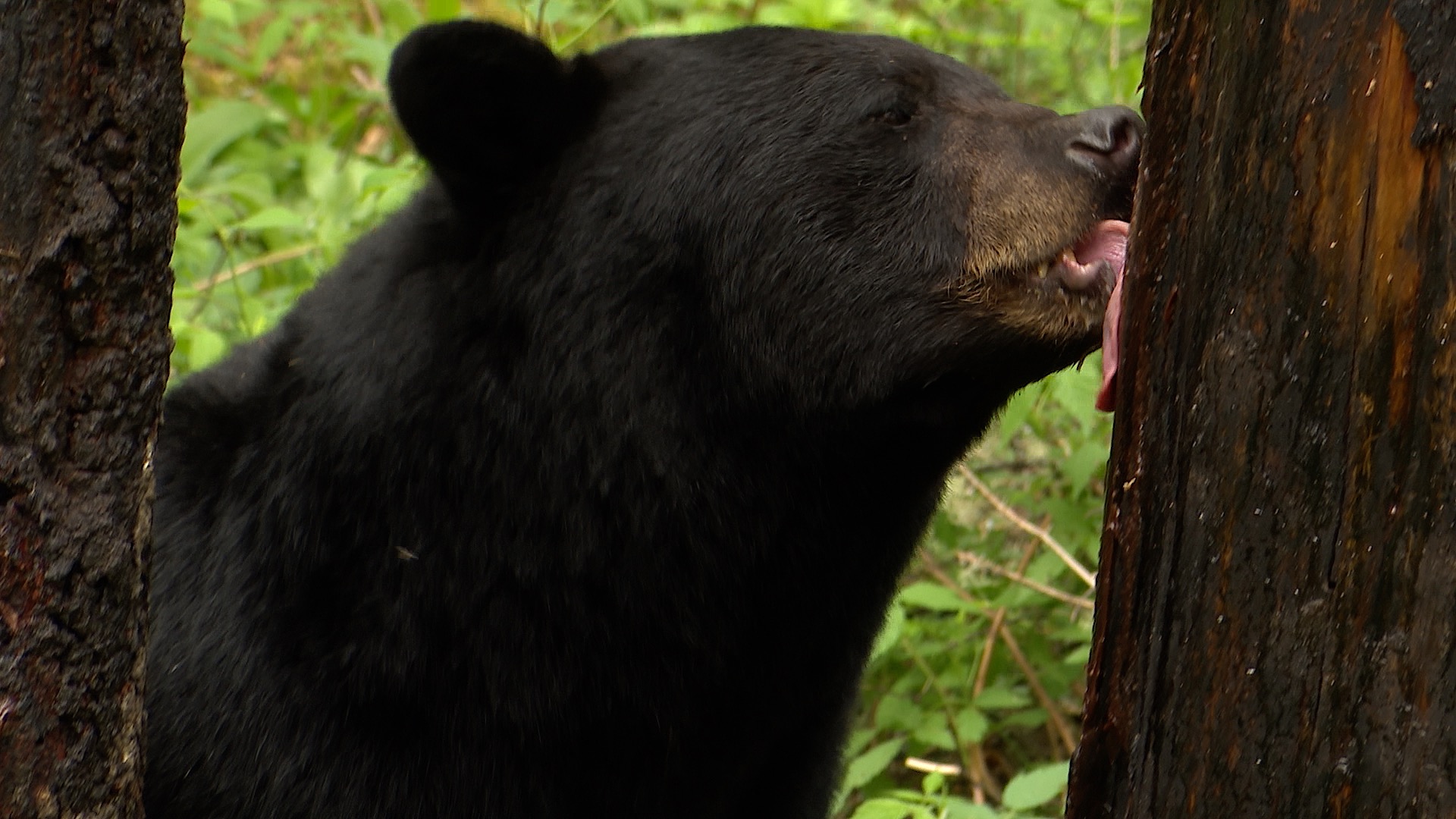 Bear Licking Tree