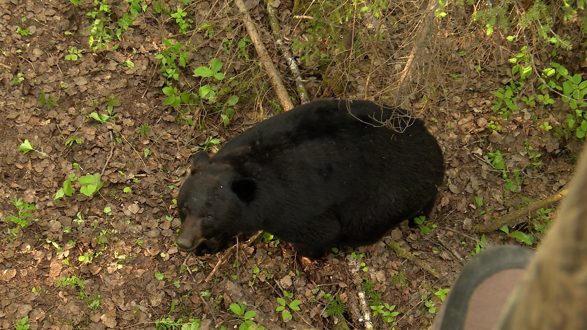 Bear Under Stand Looking Up