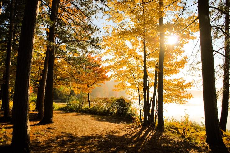 A bright golden sun shining through yellow and orange autumn trees. 