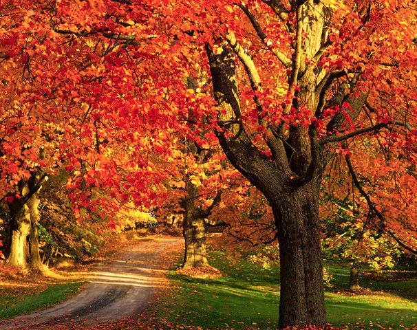 A narrow lane though green grass and vibrant red autumn maple trees.