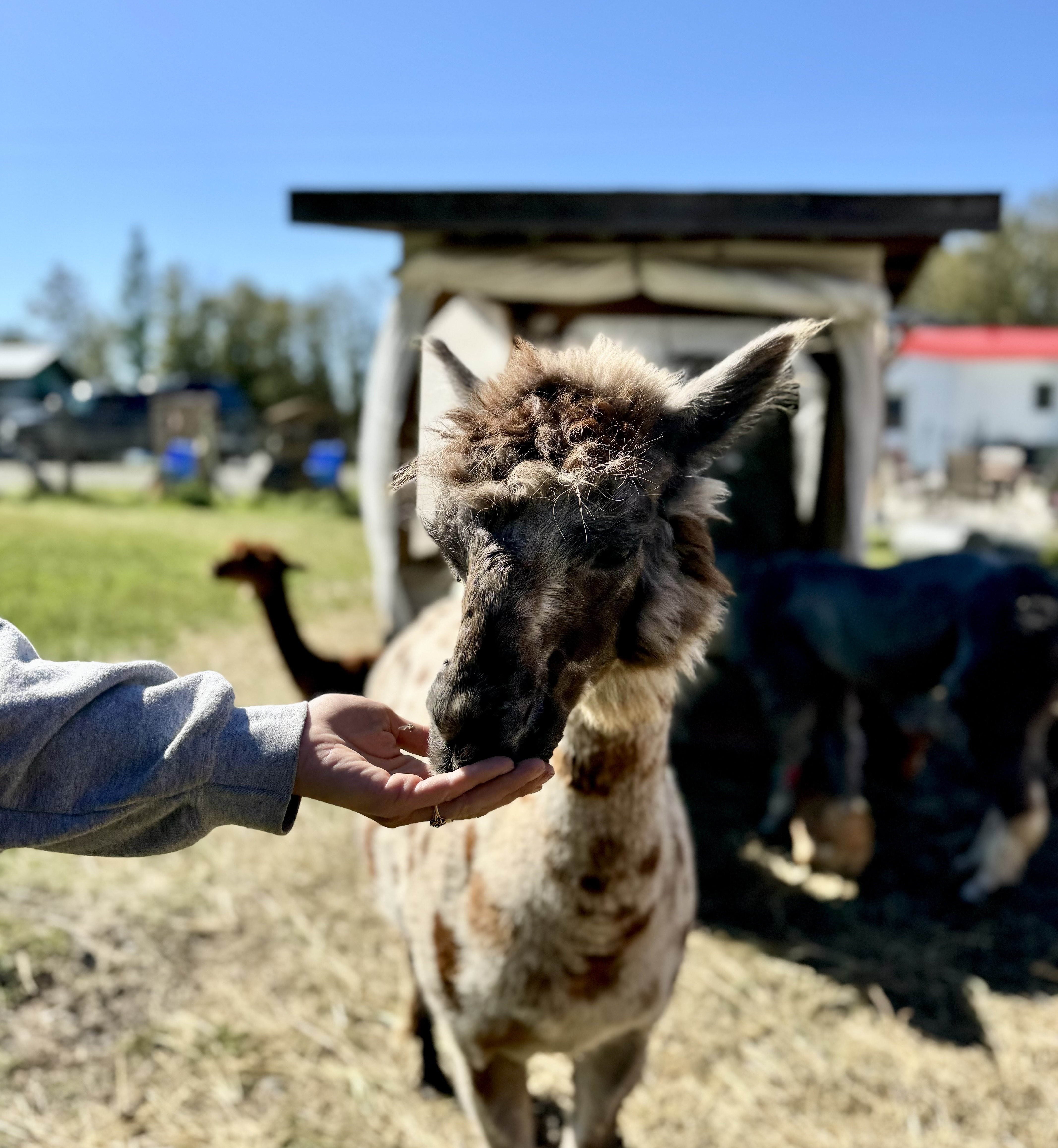 A shaved alpaca eating out of a person's hand on a sunny day under a blue sky.