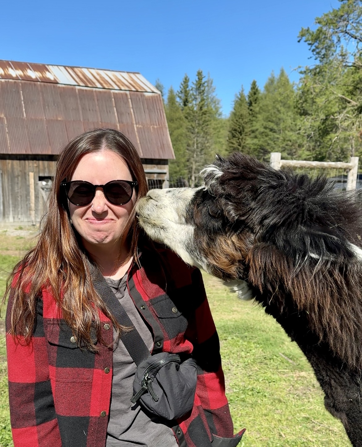 a woman in sunglasses smiling and holding in a laugh while an fluffy alpaca sniffs her cheek.