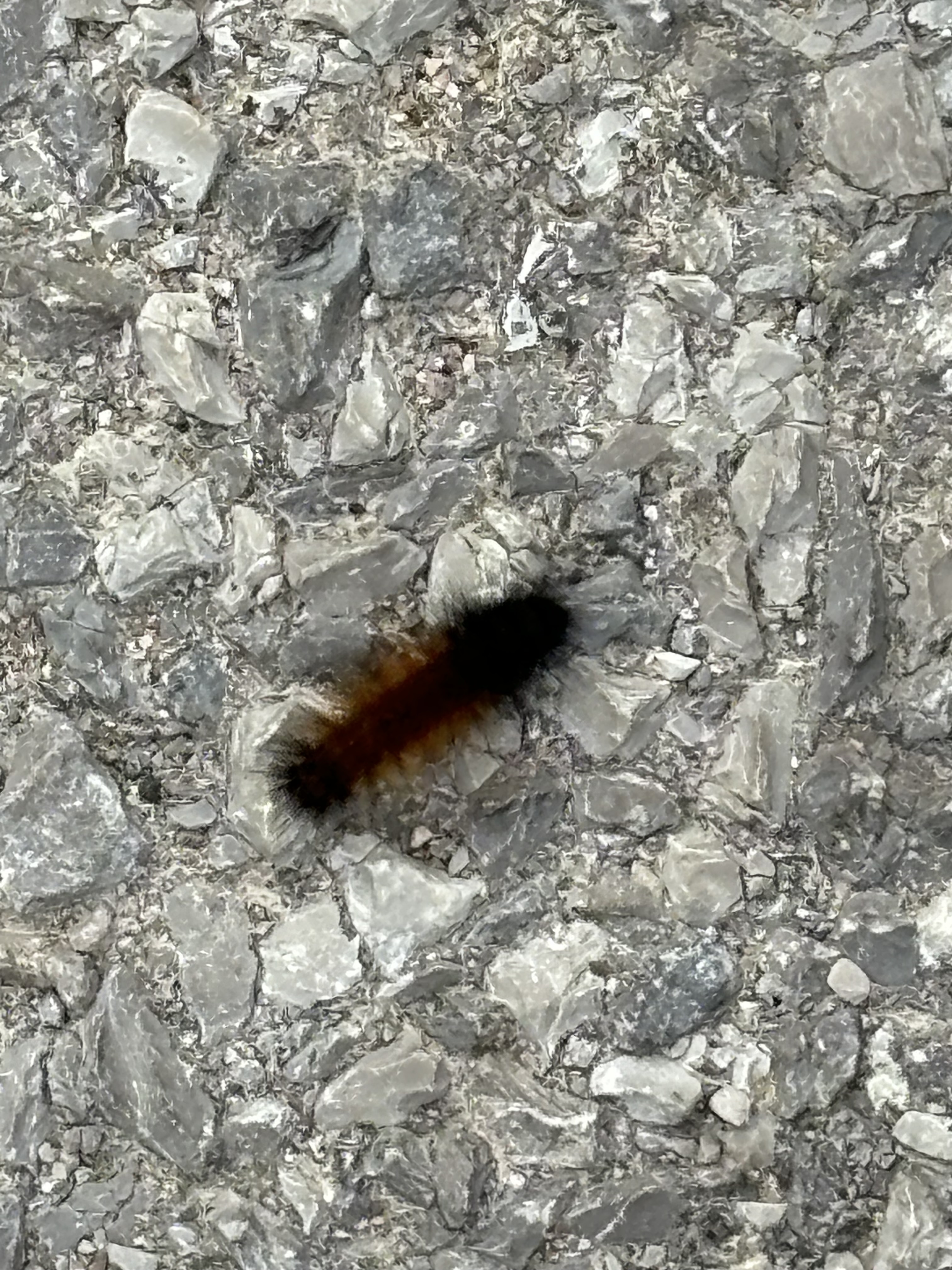 a woolly caterpillar on rock