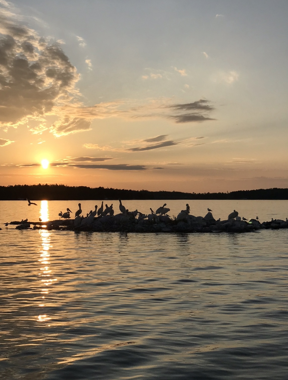 White pelicans are plentiful on Lake of the Woods