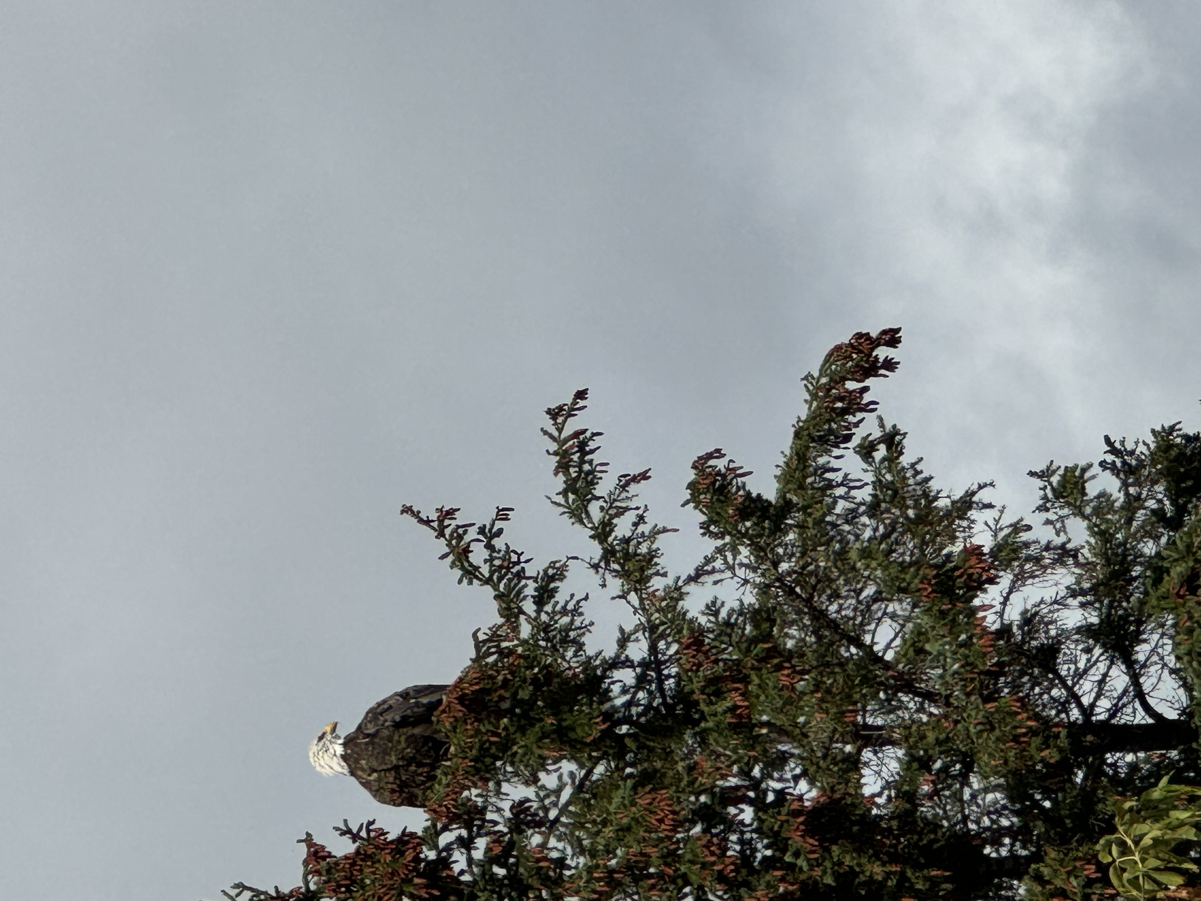 Bald eagle surveying its domain looking for fish