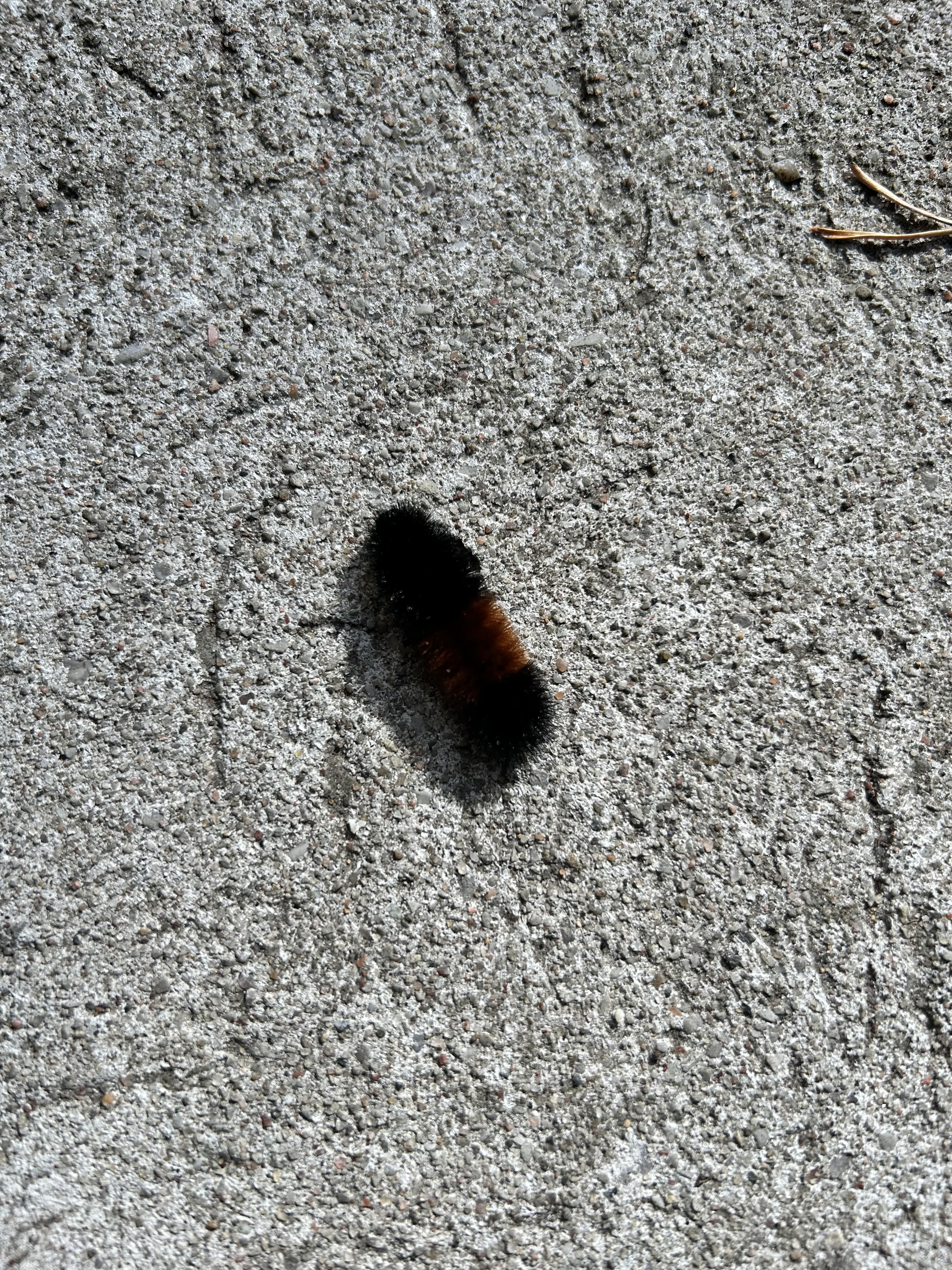 a woolly caterpillar on sidewalk