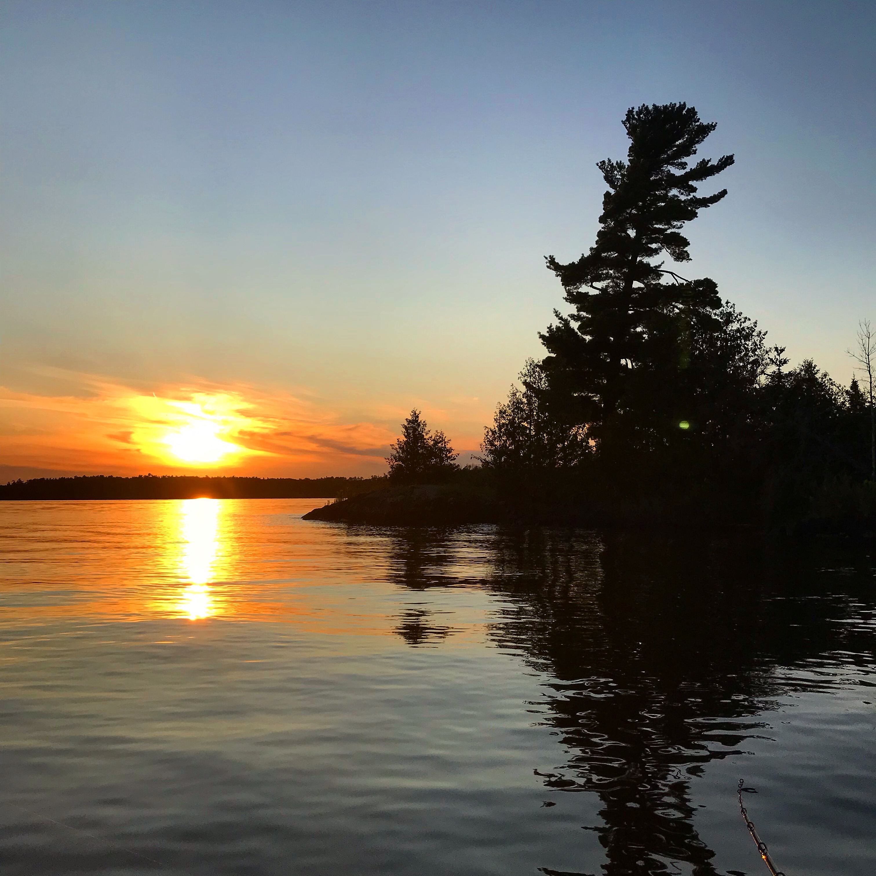 Big white pine on Lake of the Woods silhouetted against the setting sun