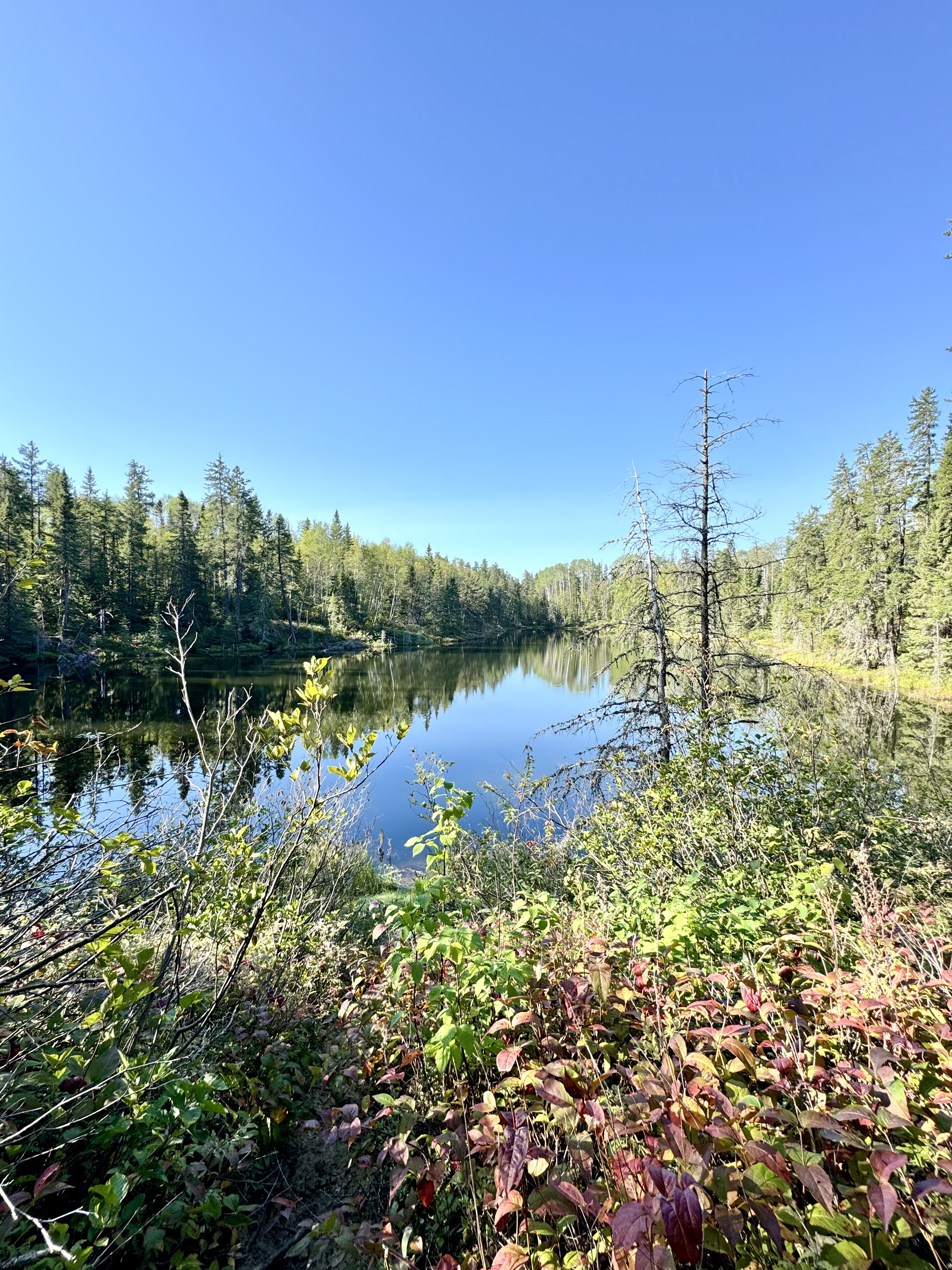 a glassy lake reflecting a bright blue, cloudless sky, surrounded by green pine forest and underbrush developing hints of fall red.