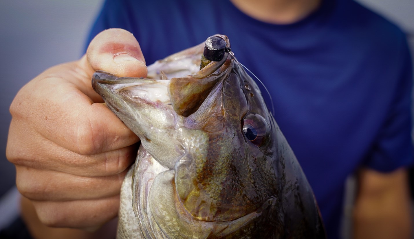 Ned rigs with plastic Zman bait hammered the smallmouth bass