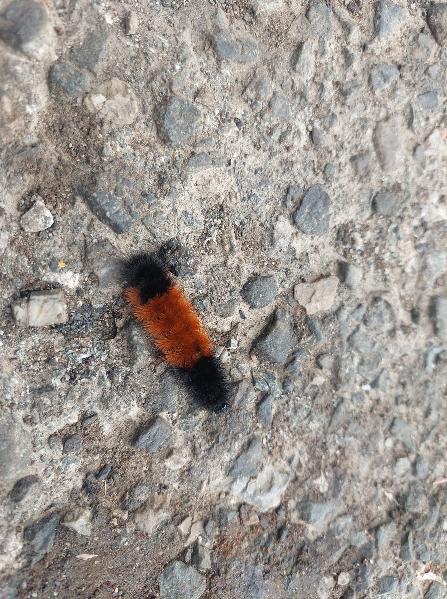 a wooly bear caterpillar on asphalt with a light brown band around its middle