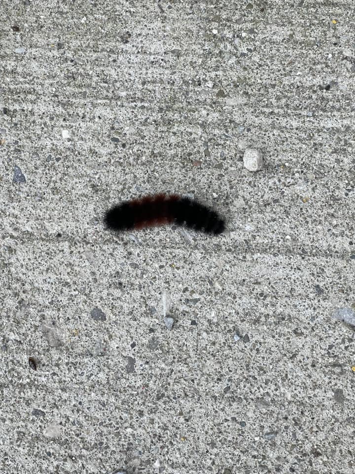 a dark brown and black wooly bear caterpillar on sidewalk 