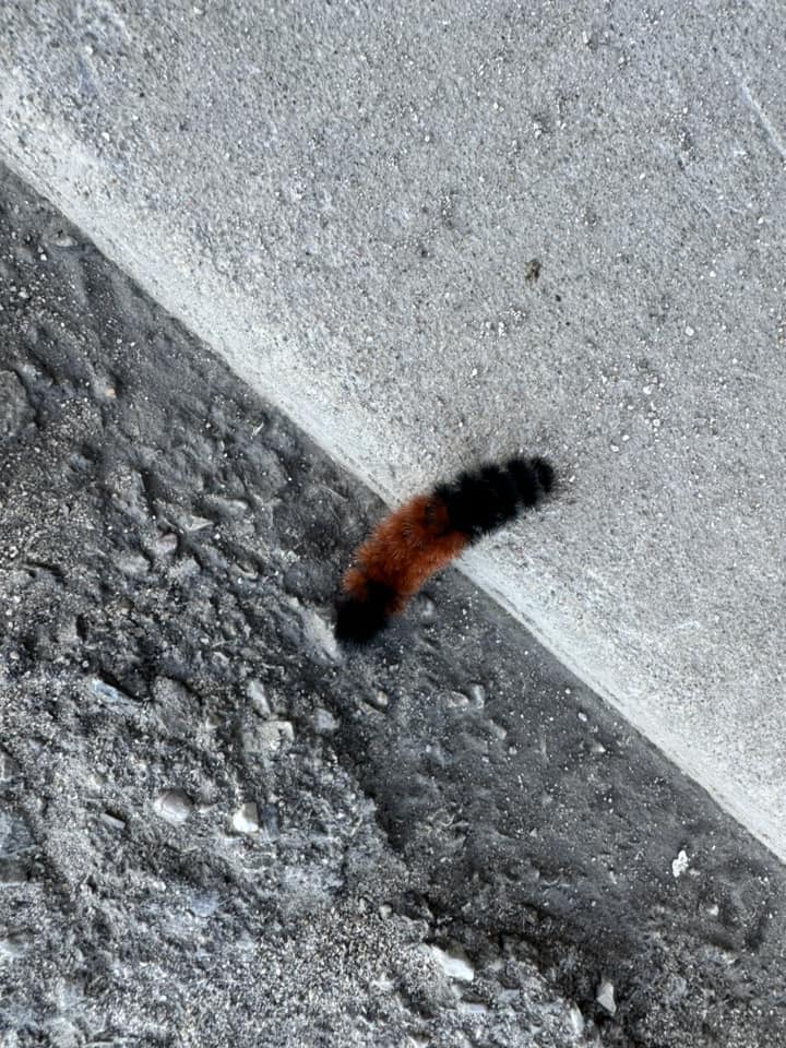 a wooly bear caterpillar crawling off a sidewalk