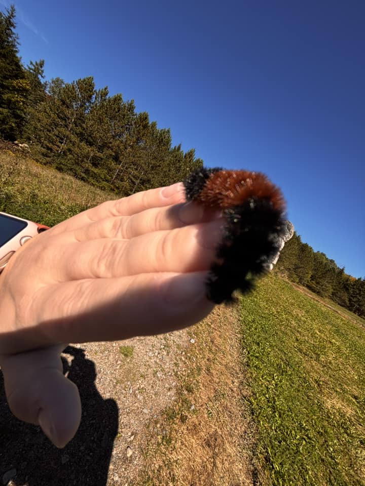 a wooly bear caterpillar on a person's fingertips