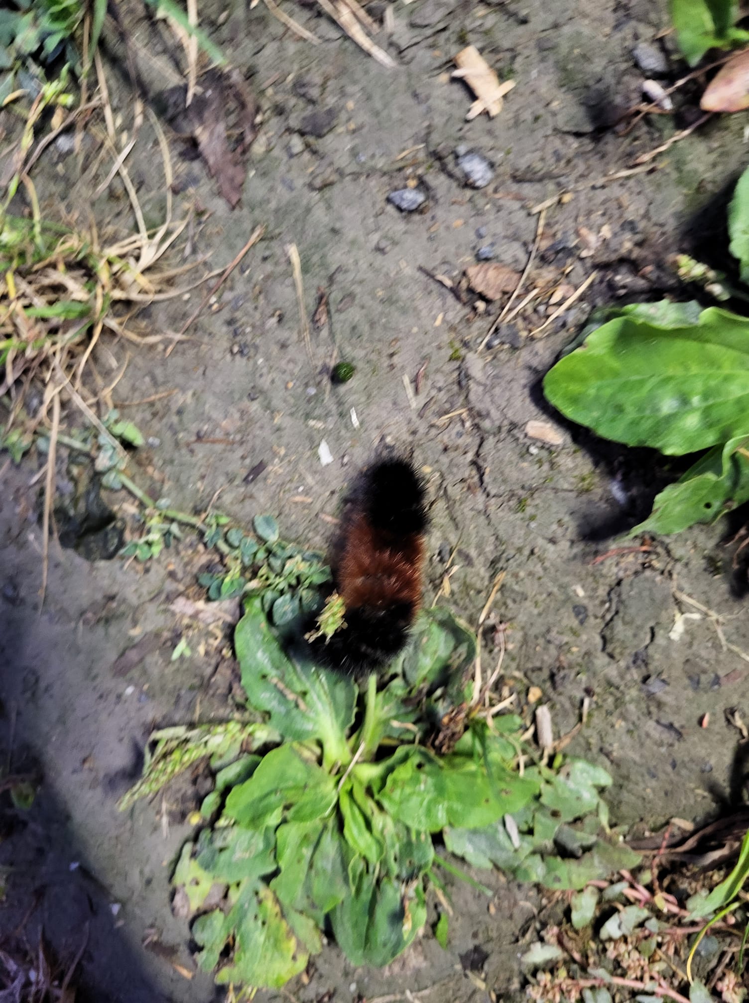 a woolly caterpillar next to a green plant