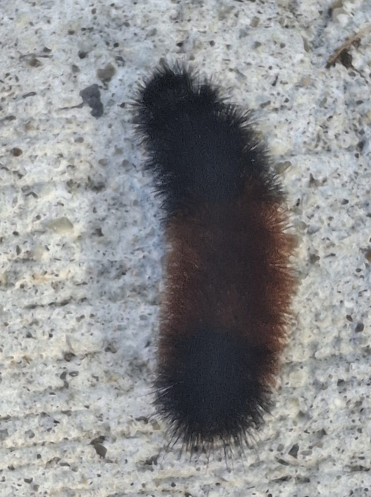 a wooly bear caterpillar 