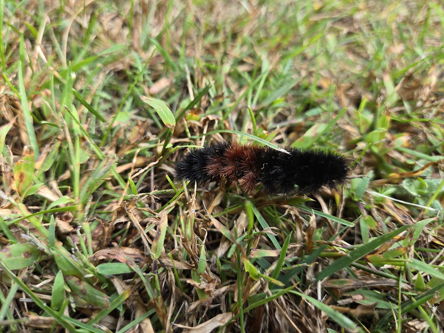 a wooly bear caterpillar on grass