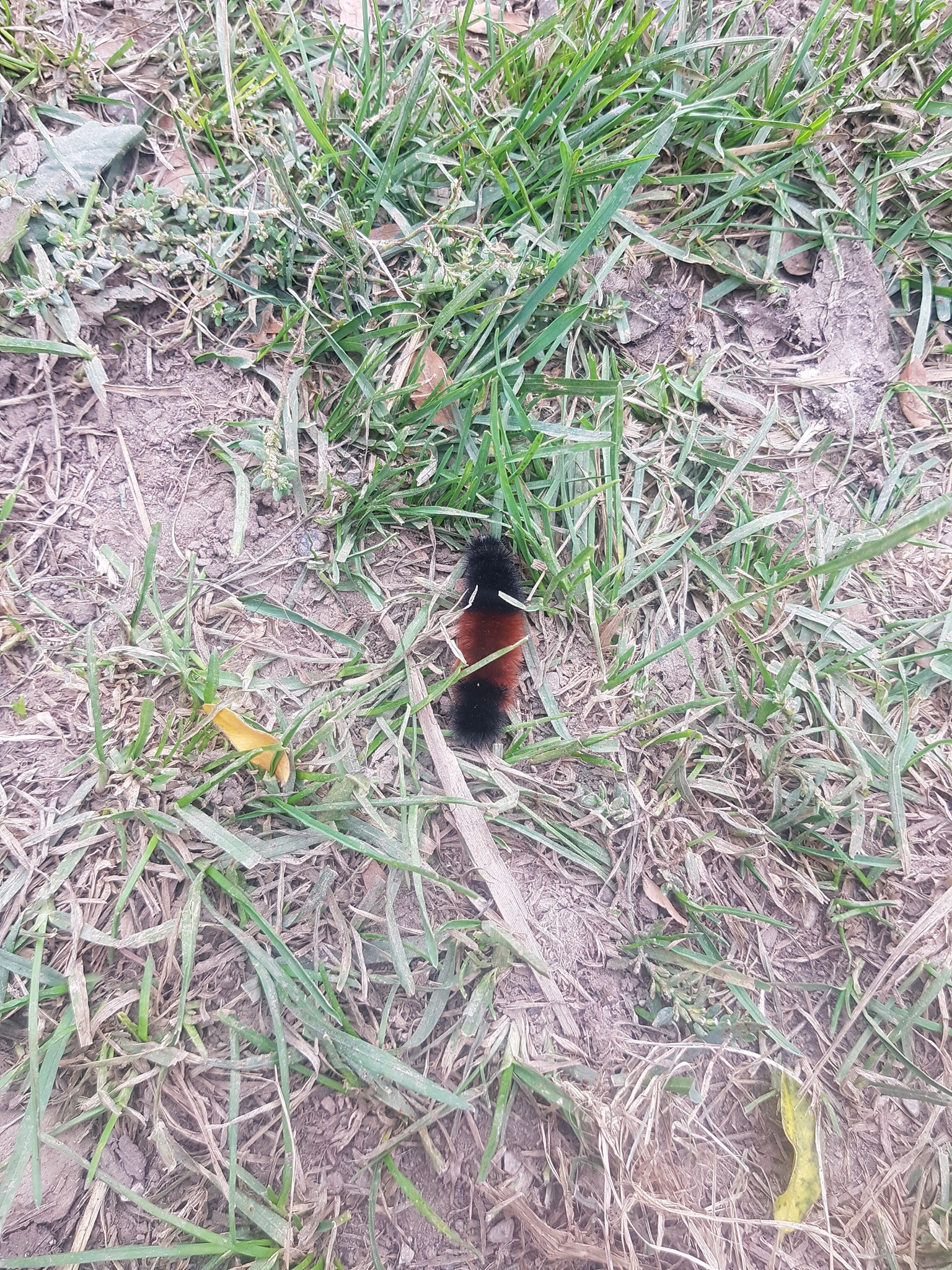 a woolly caterpillar amidst dirt and grass