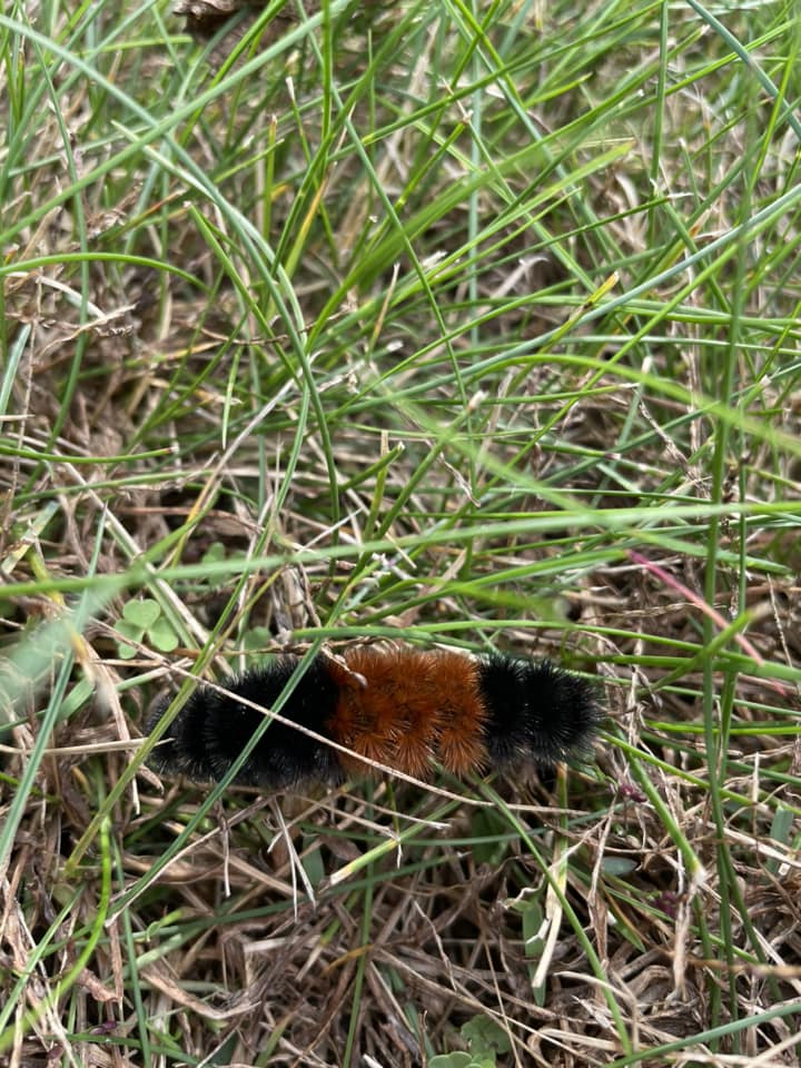 a wooly bear caterpillar on grass