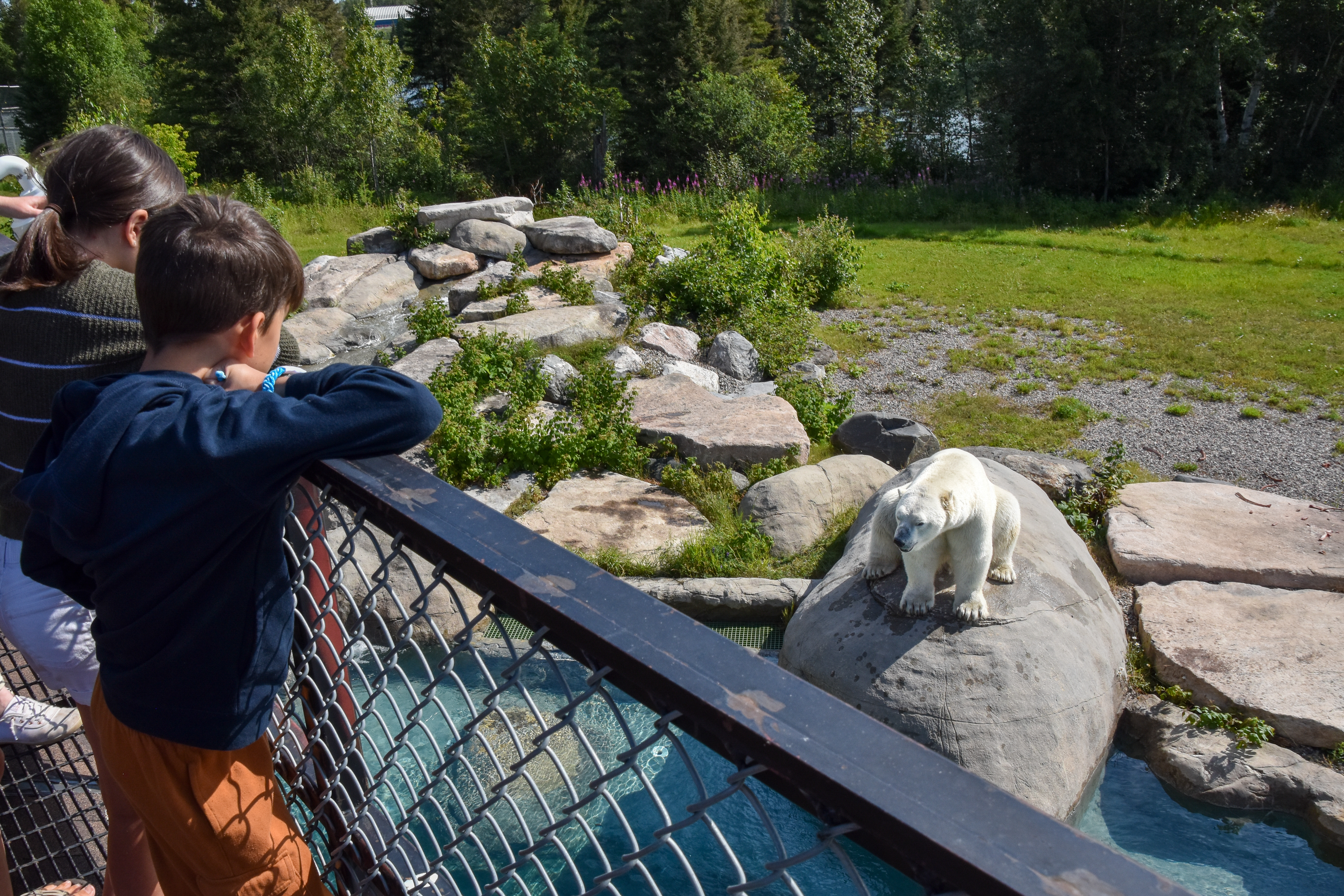 Two young children watching a polar bear