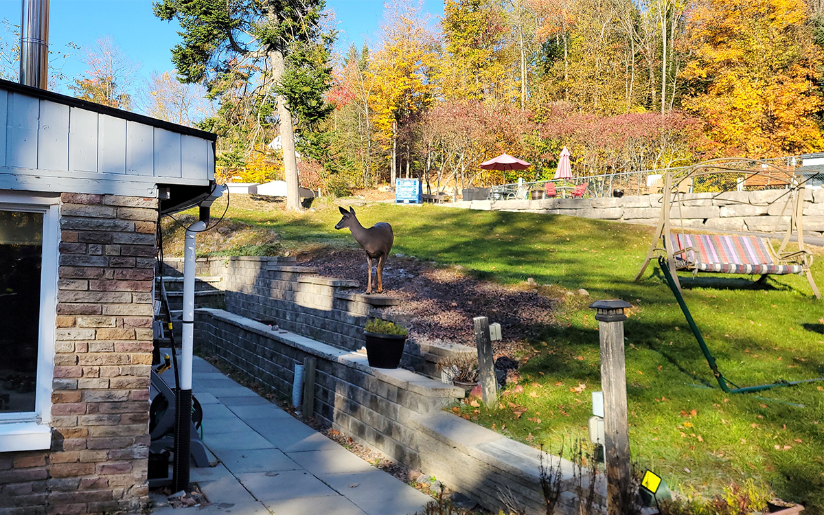 a deer walking in the morning sun next to a motel surrounded by autumn forest.