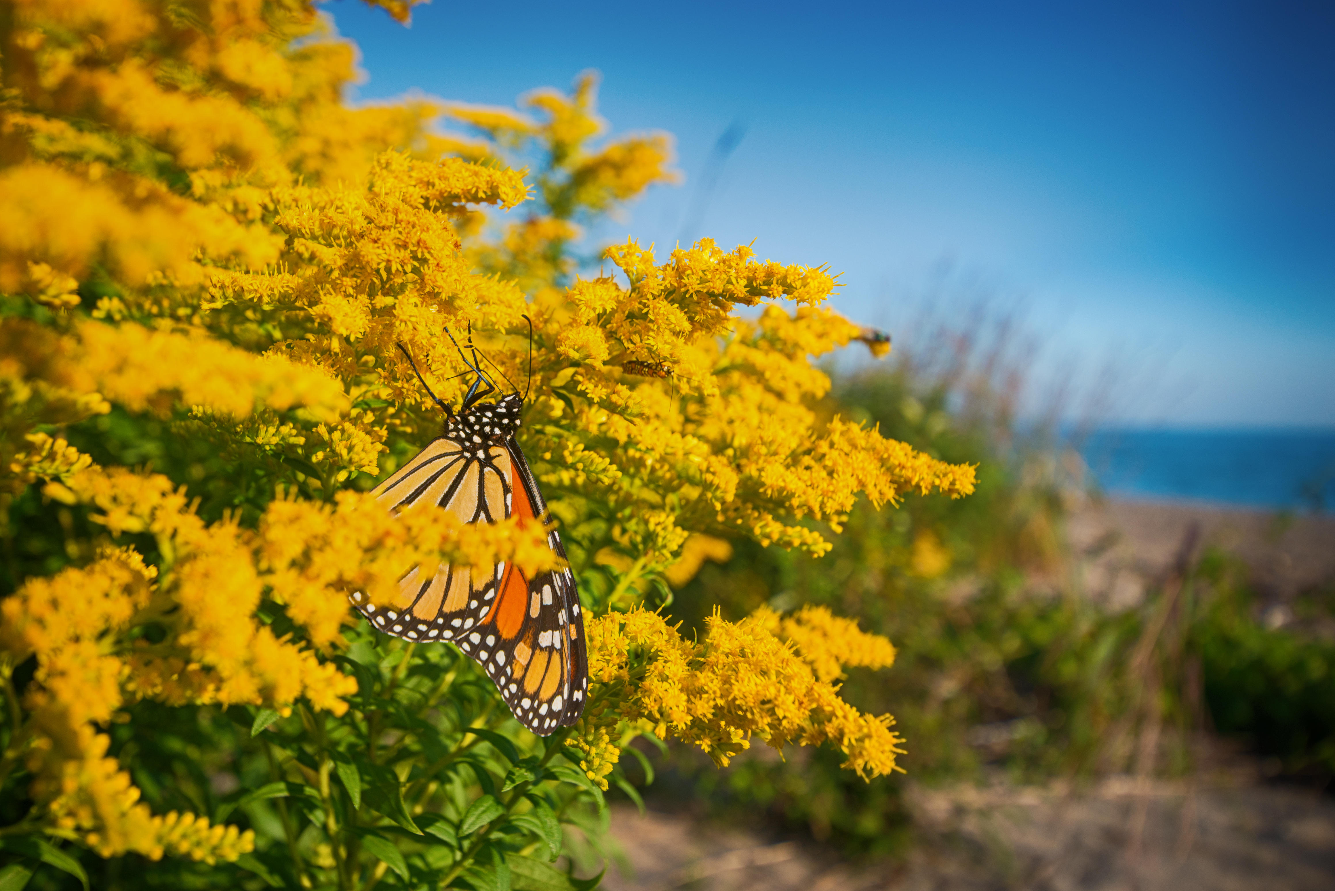 In addition to its sweeping sandy beaches, Rondeau is famous for its plentiful birds and butterflies.  Credit: rgbstudio