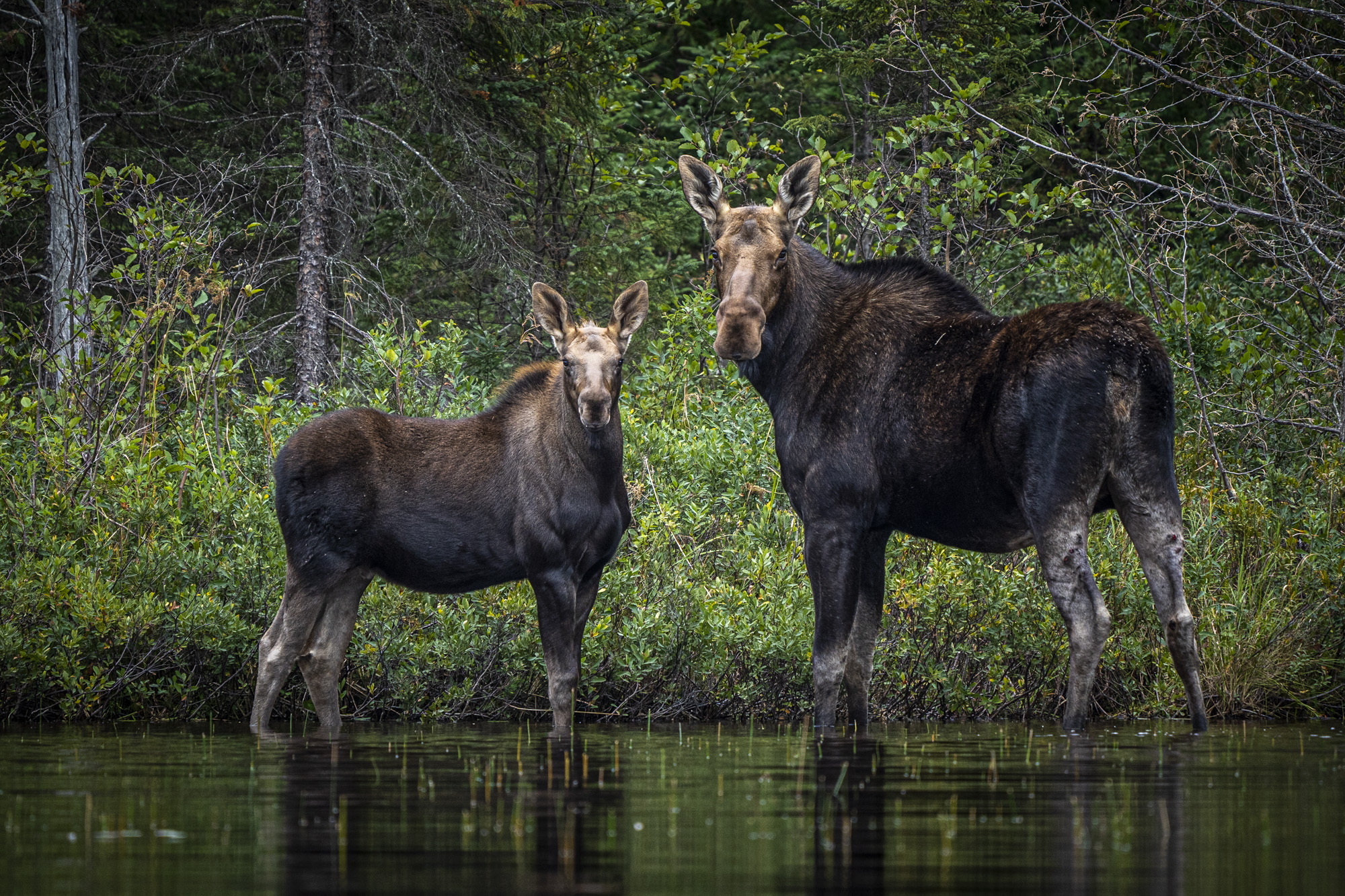 Moose are plentiful in Quetico’s wilderness. Credit: David Jackson // davidjackson__