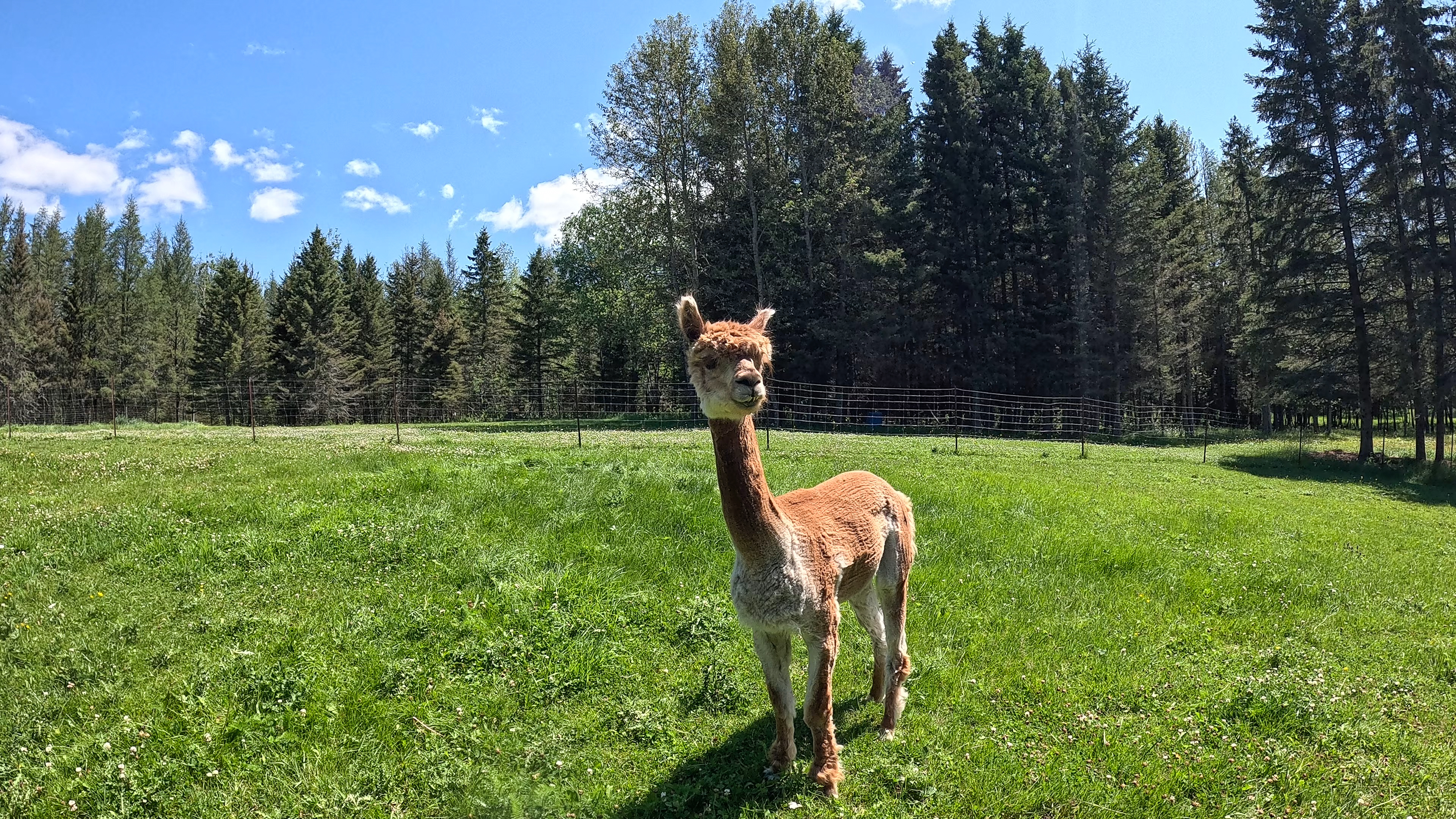 Alpaca standing in a grassy field