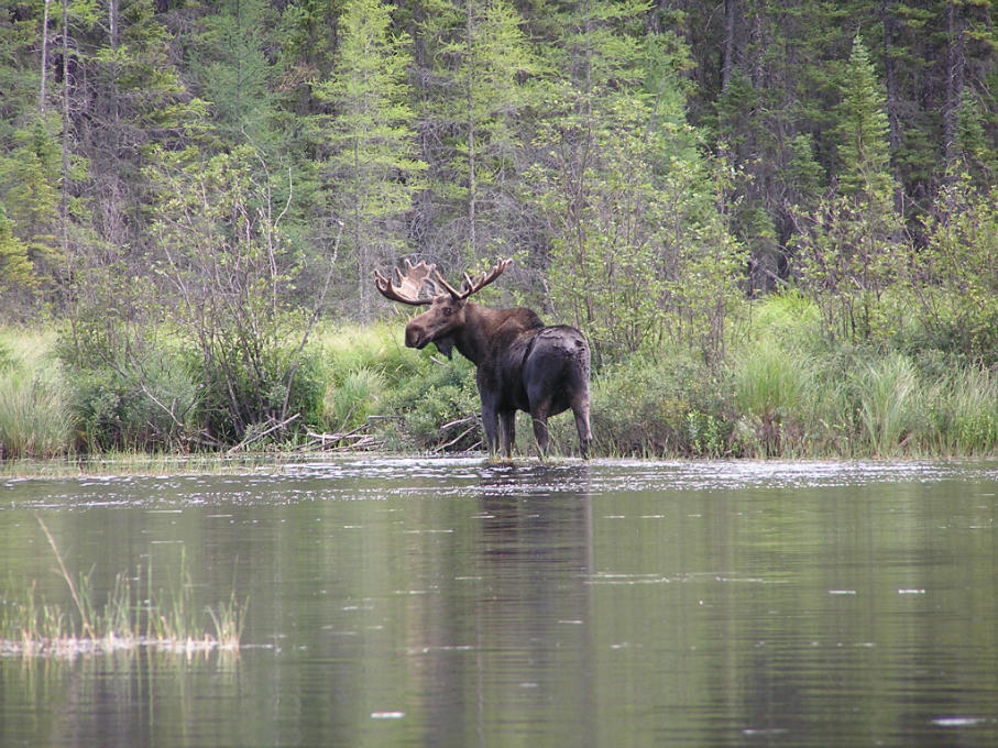 Wabakimi moose hunting ontario