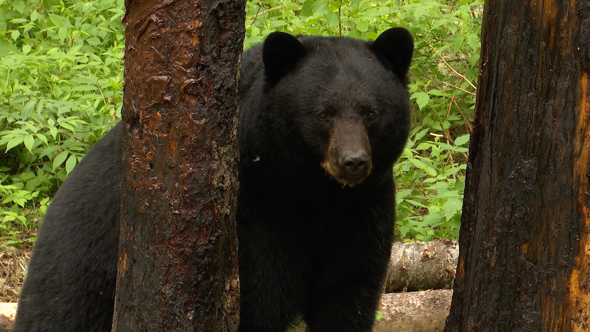 1-Bear Looking Through Trees.jpg