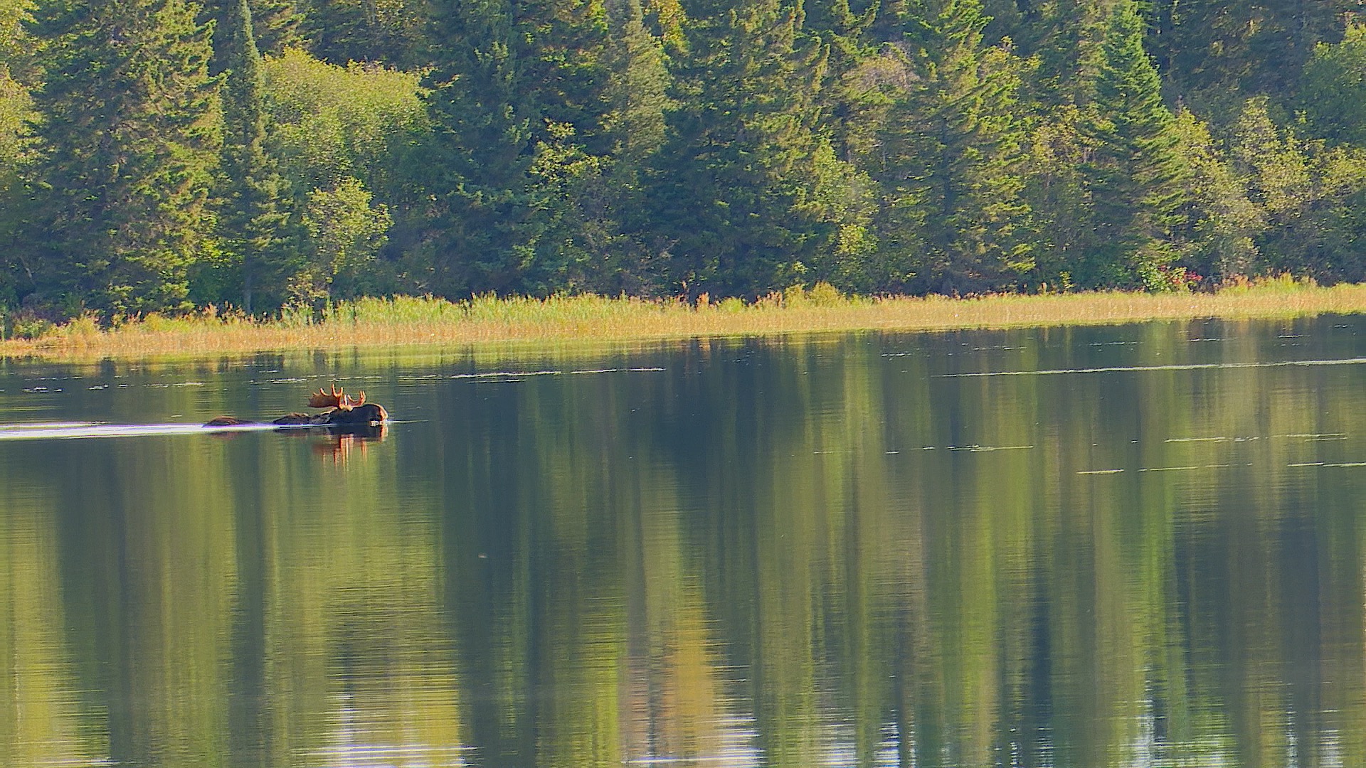 Moose Swimming