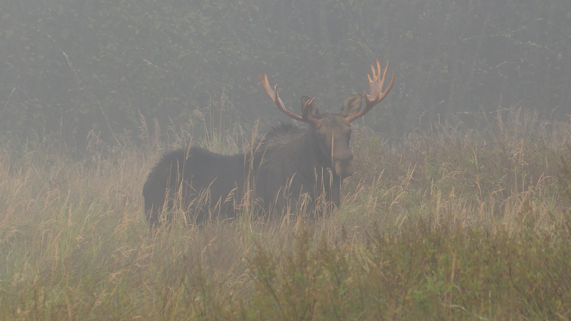 Moose in Marsh