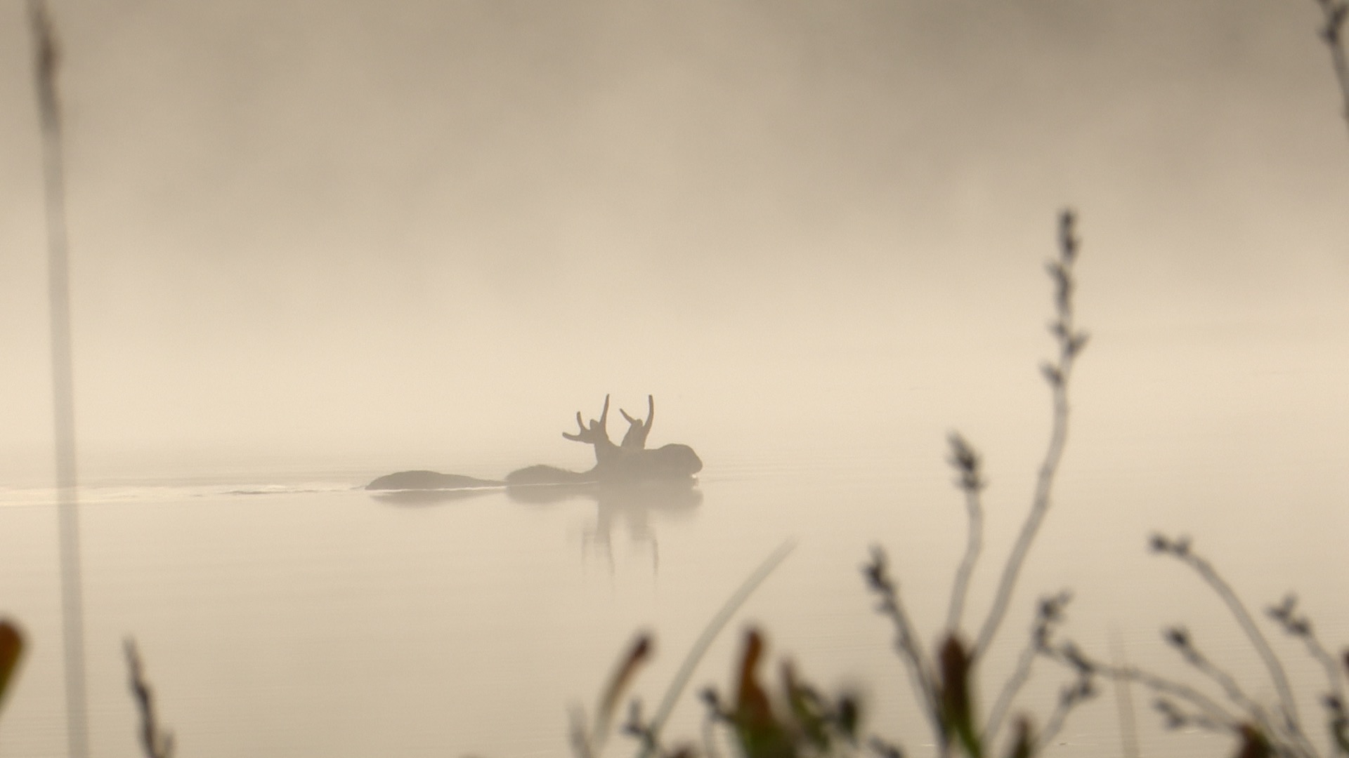 Moose Swimming