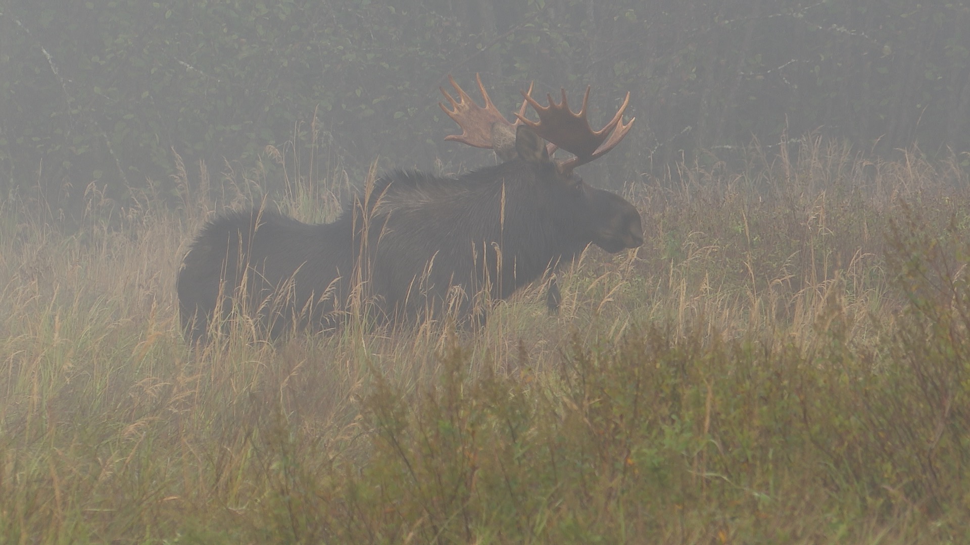 Bull Moose