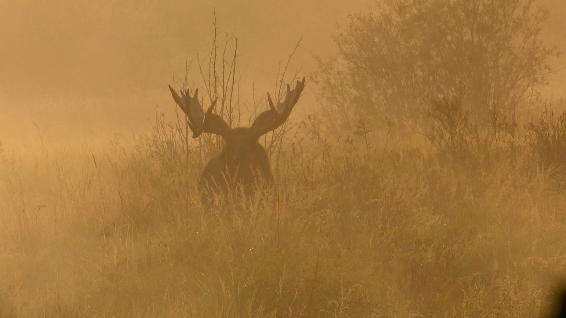 Moose in Fog