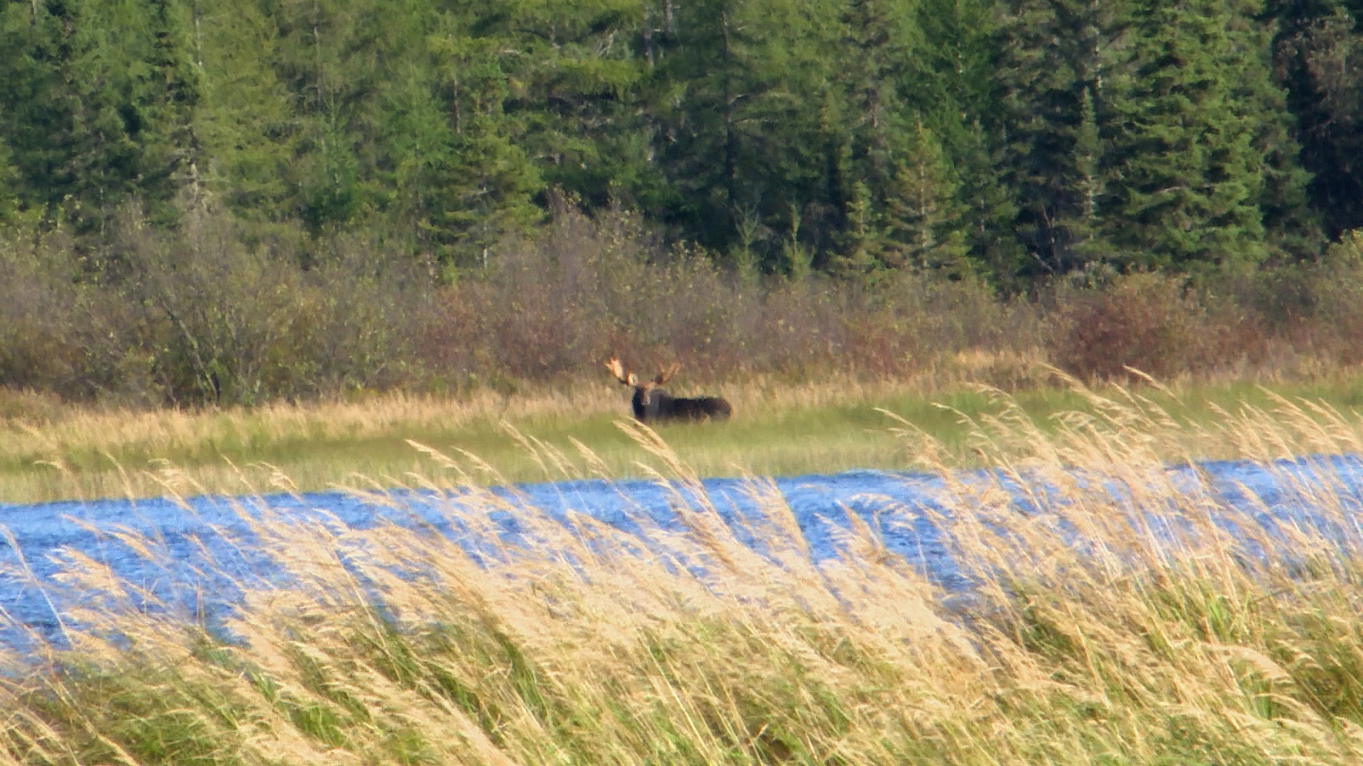 Moose in the Distance