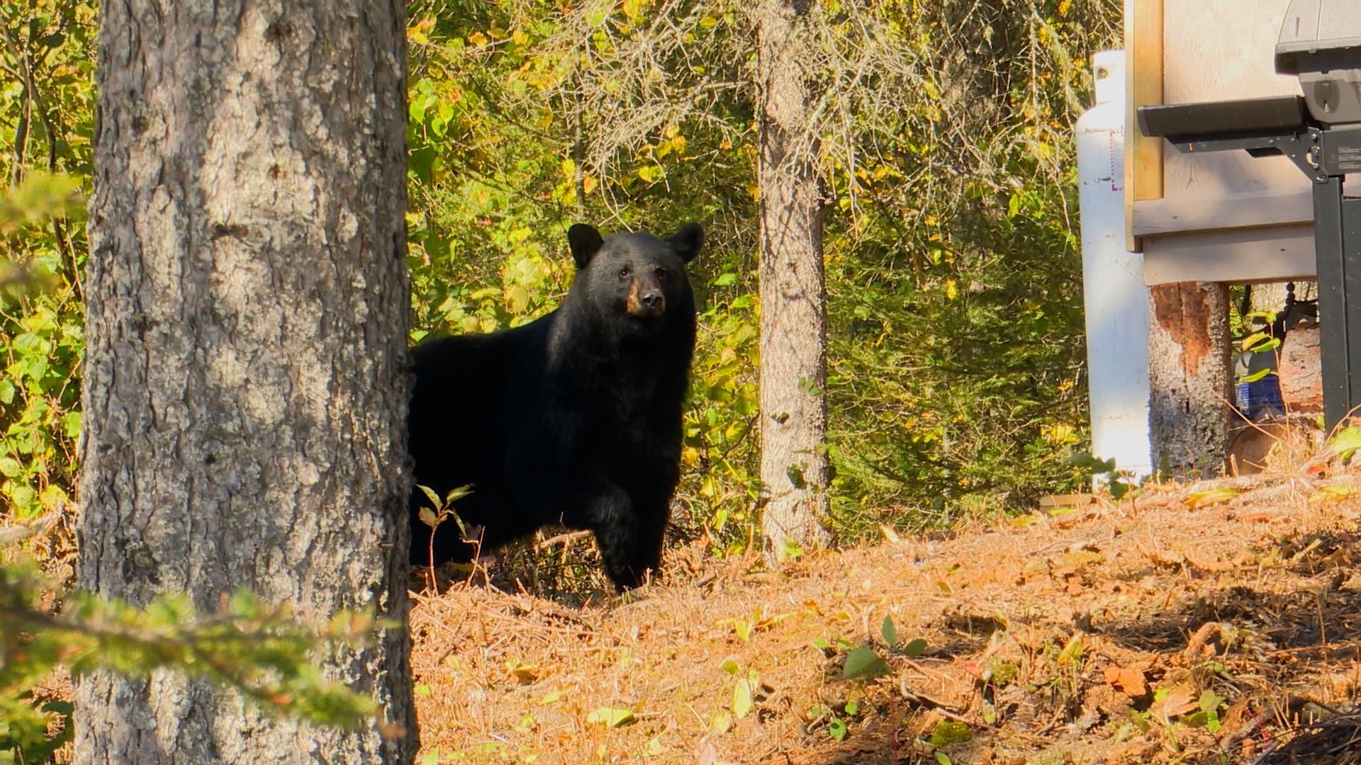 Bear at Camp