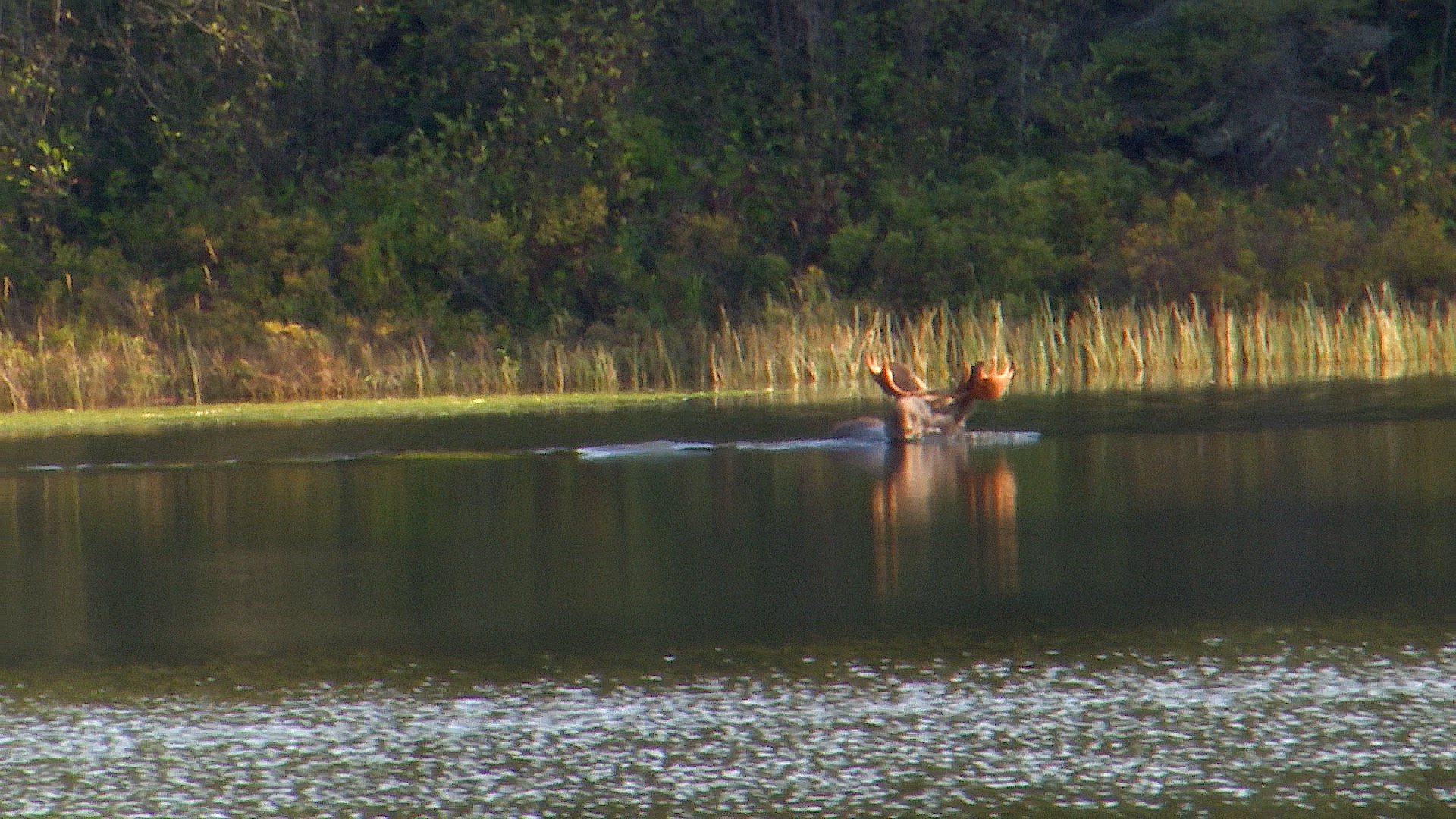 Moose Swimming