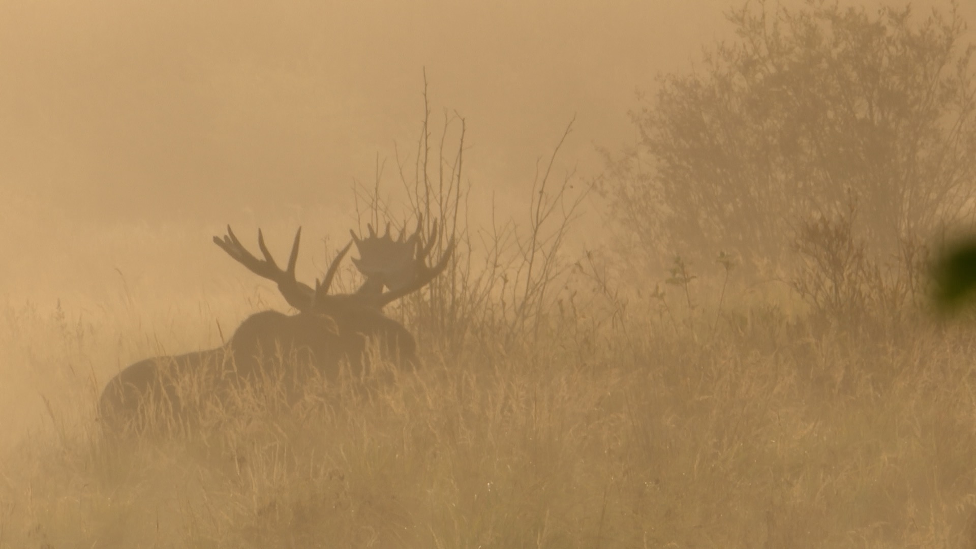 Moose in the Fog