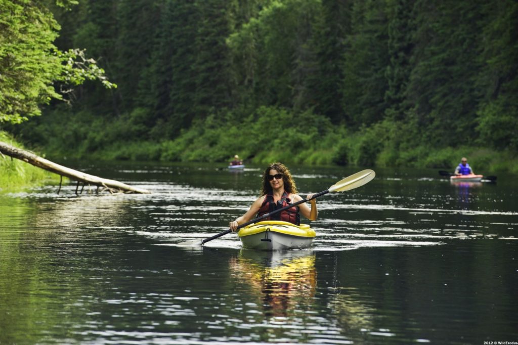 kayakers paddle peacefully down a calm river surrounded by thick green forest. 