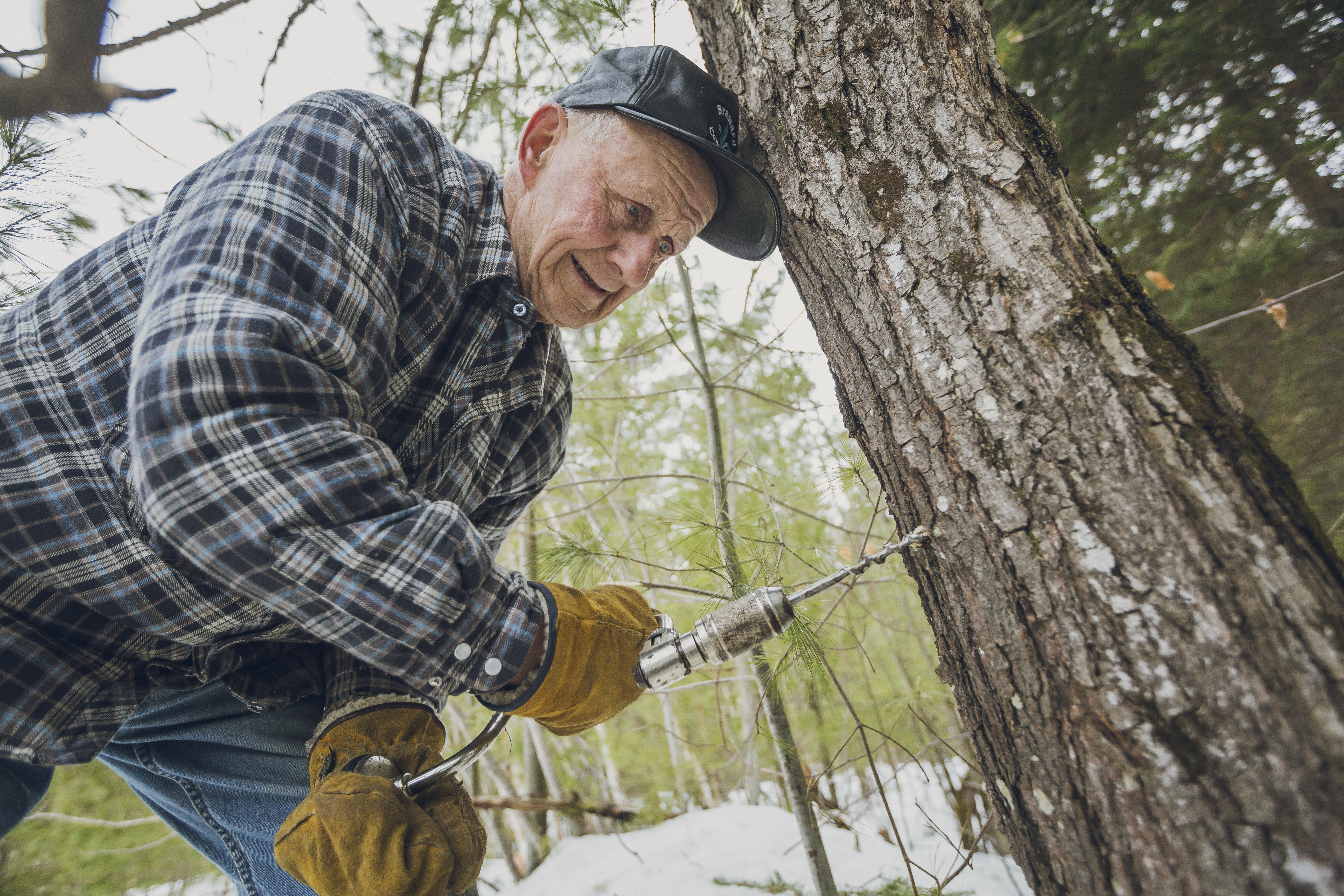 Tapping a tree for syrup.  Credit: Destination Ontario