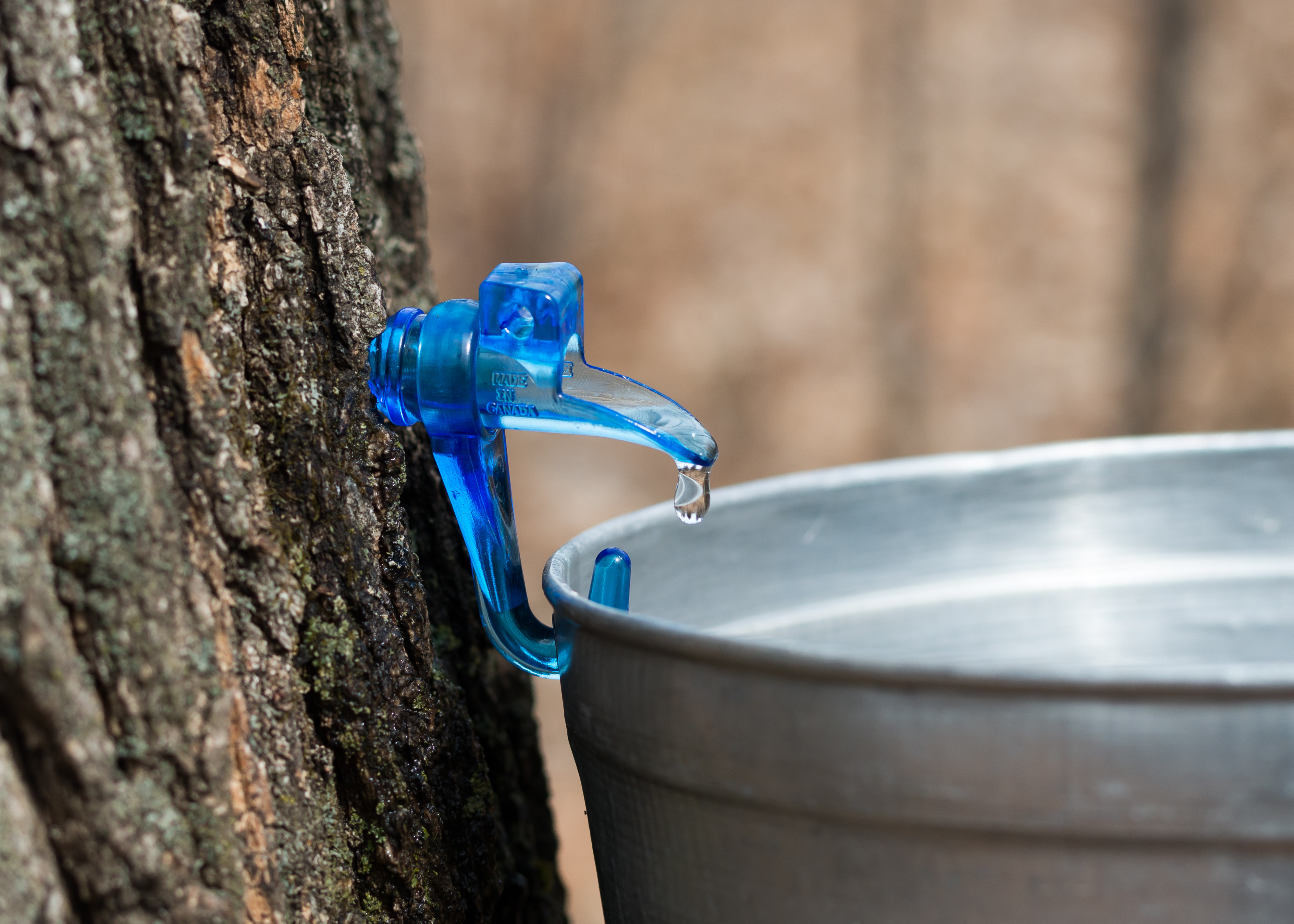 Clear maple sap drips into a bucket where it is collected to boil down into maple syrup. Credit: iStock