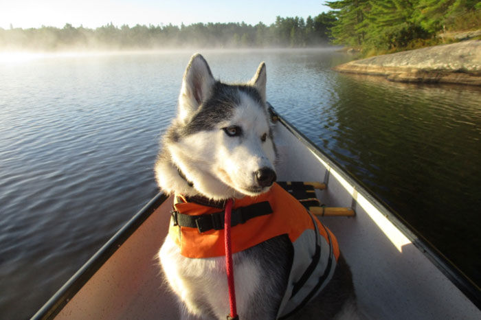 a husky wearing a dog lifejacket sits in the bow of a canoe, floating on a forest lake on a sunny day.