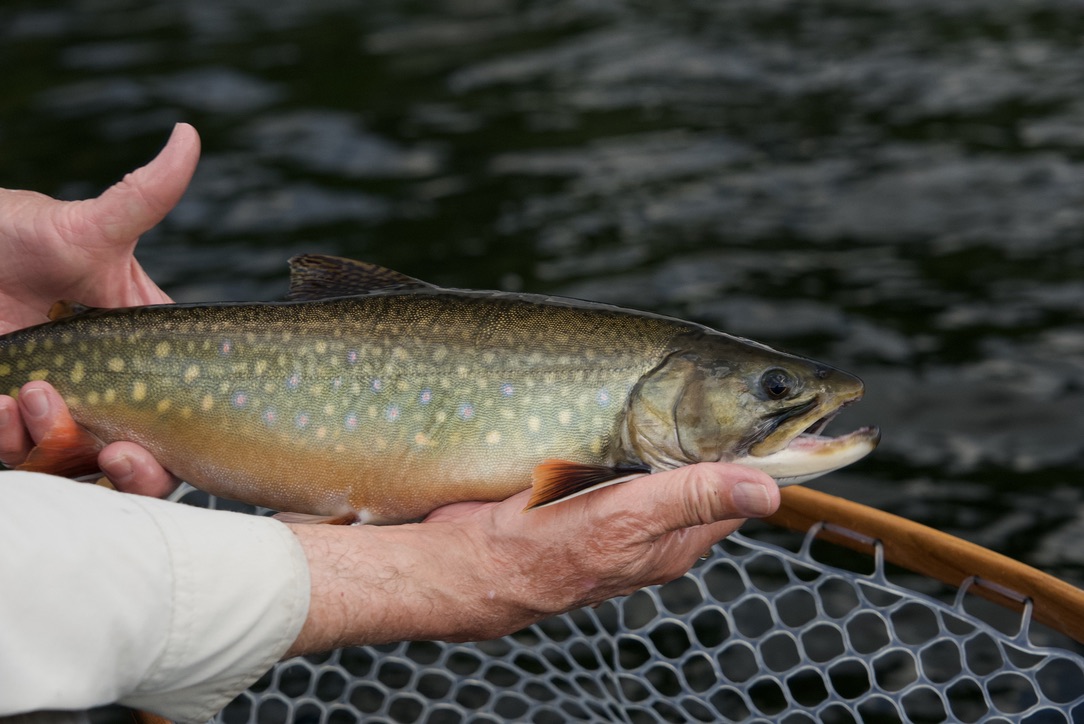 nipigon river brook trout