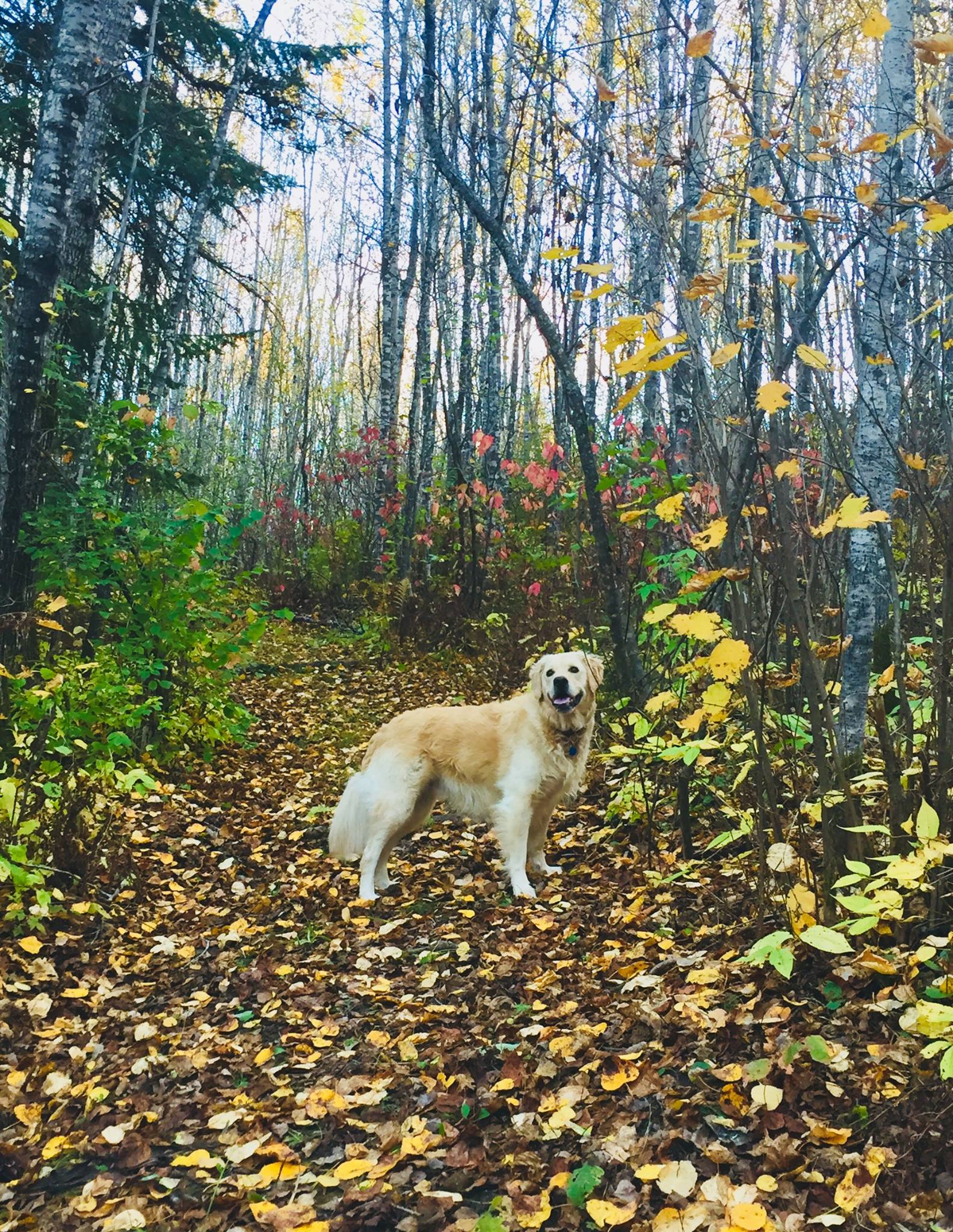 a happy golden retreiver walks on a forest trail in the autumn.